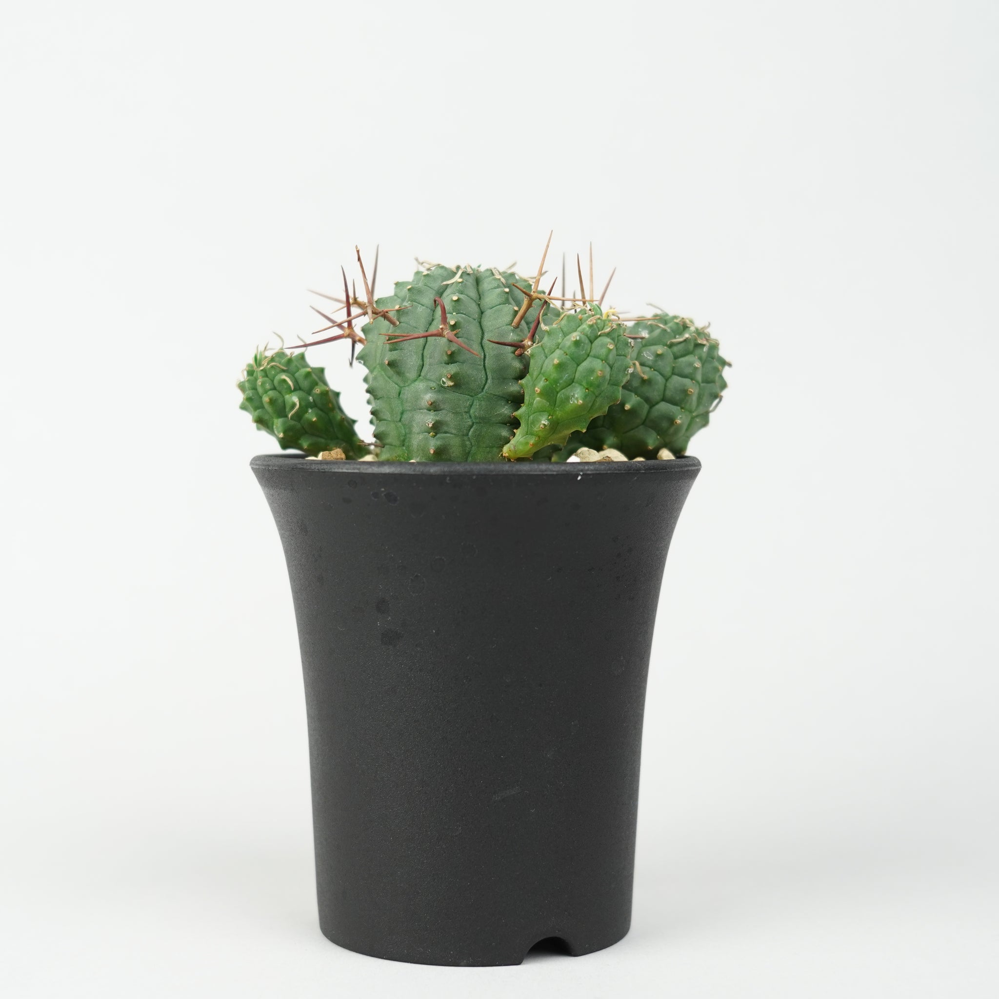 ユーフォルビア・ステリスピナ(群星冠)「Euphorbia Stellispina
