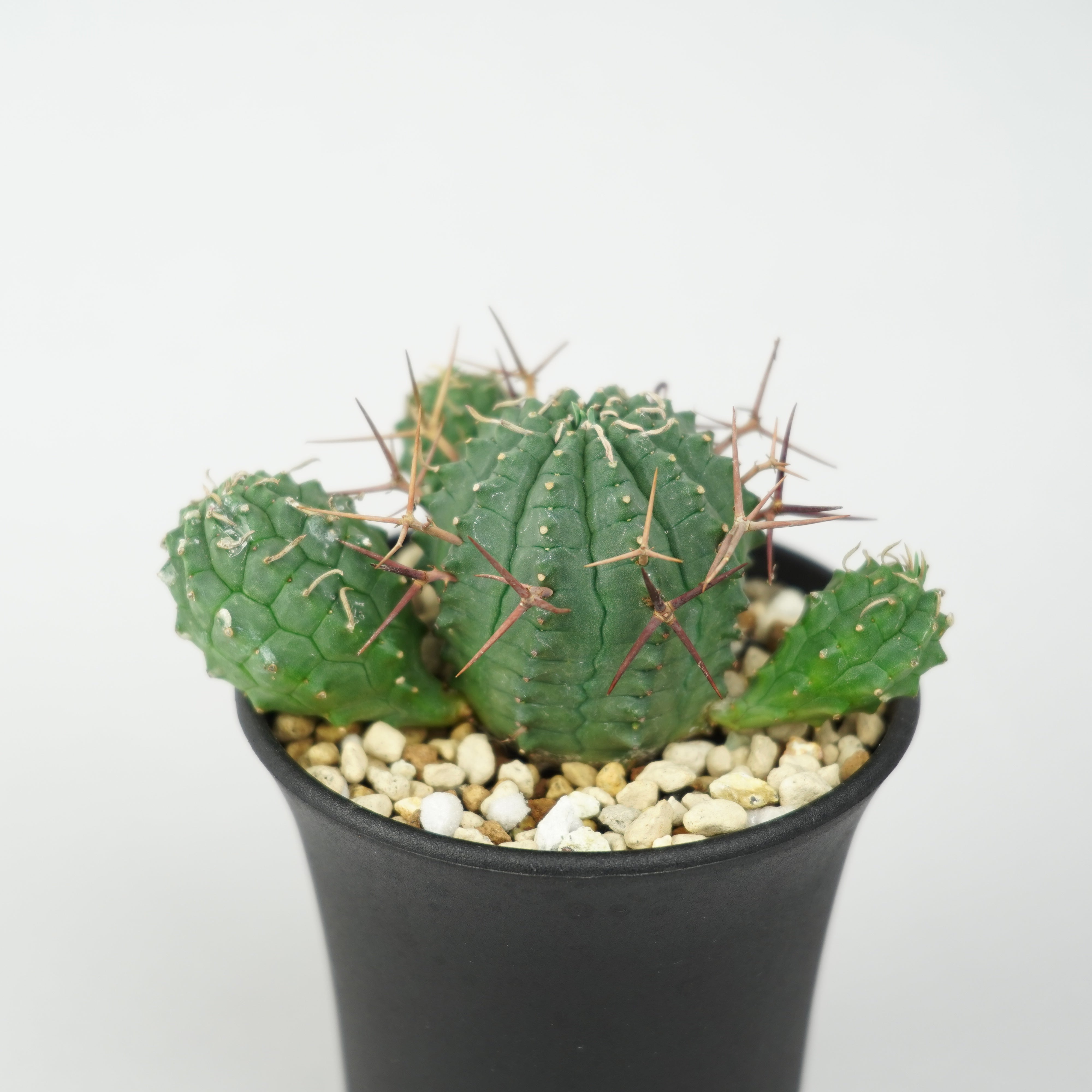 ユーフォルビア・ステリスピナ(群星冠)「Euphorbia Stellispina