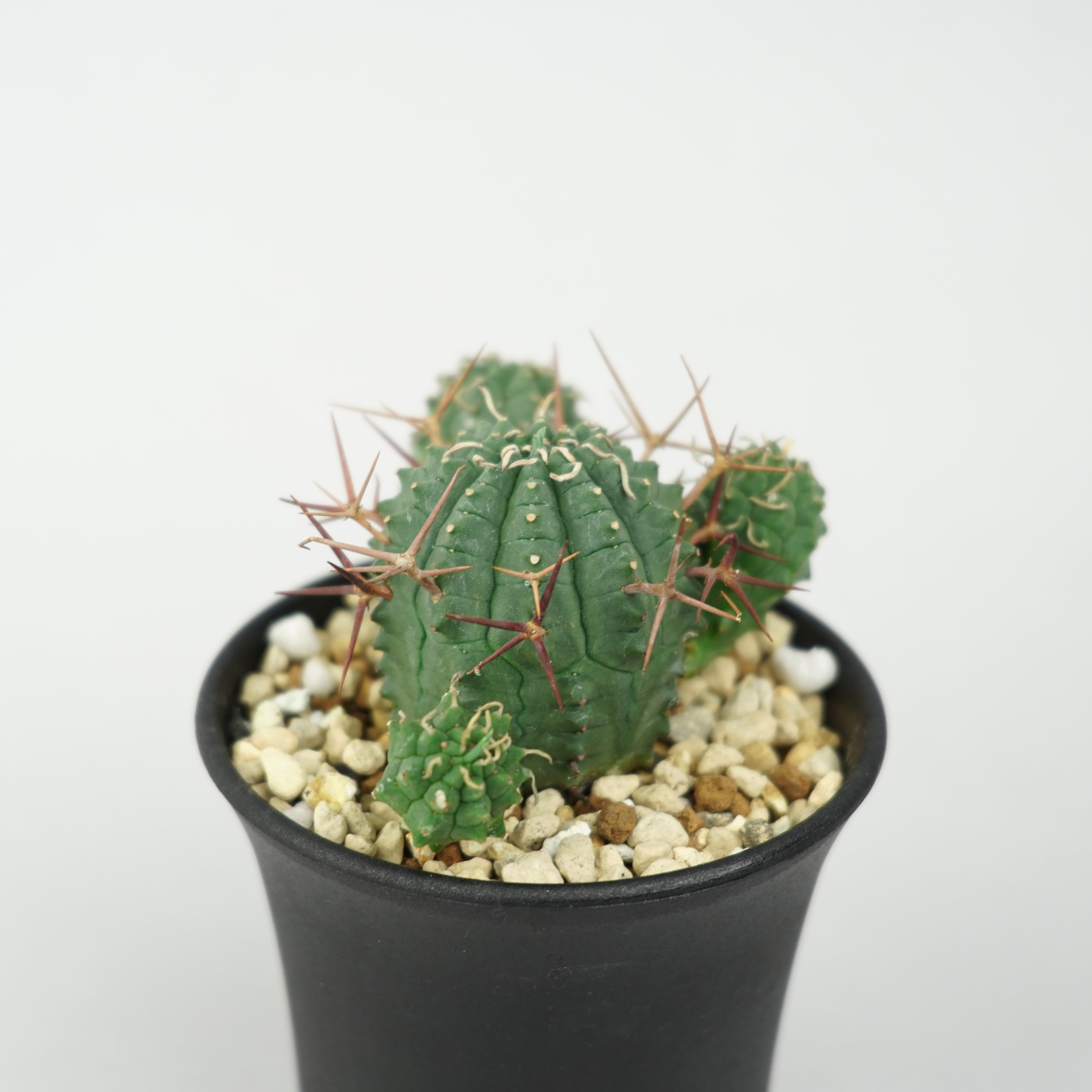 ユーフォルビア・ステリスピナ(群星冠)「Euphorbia Stellispina