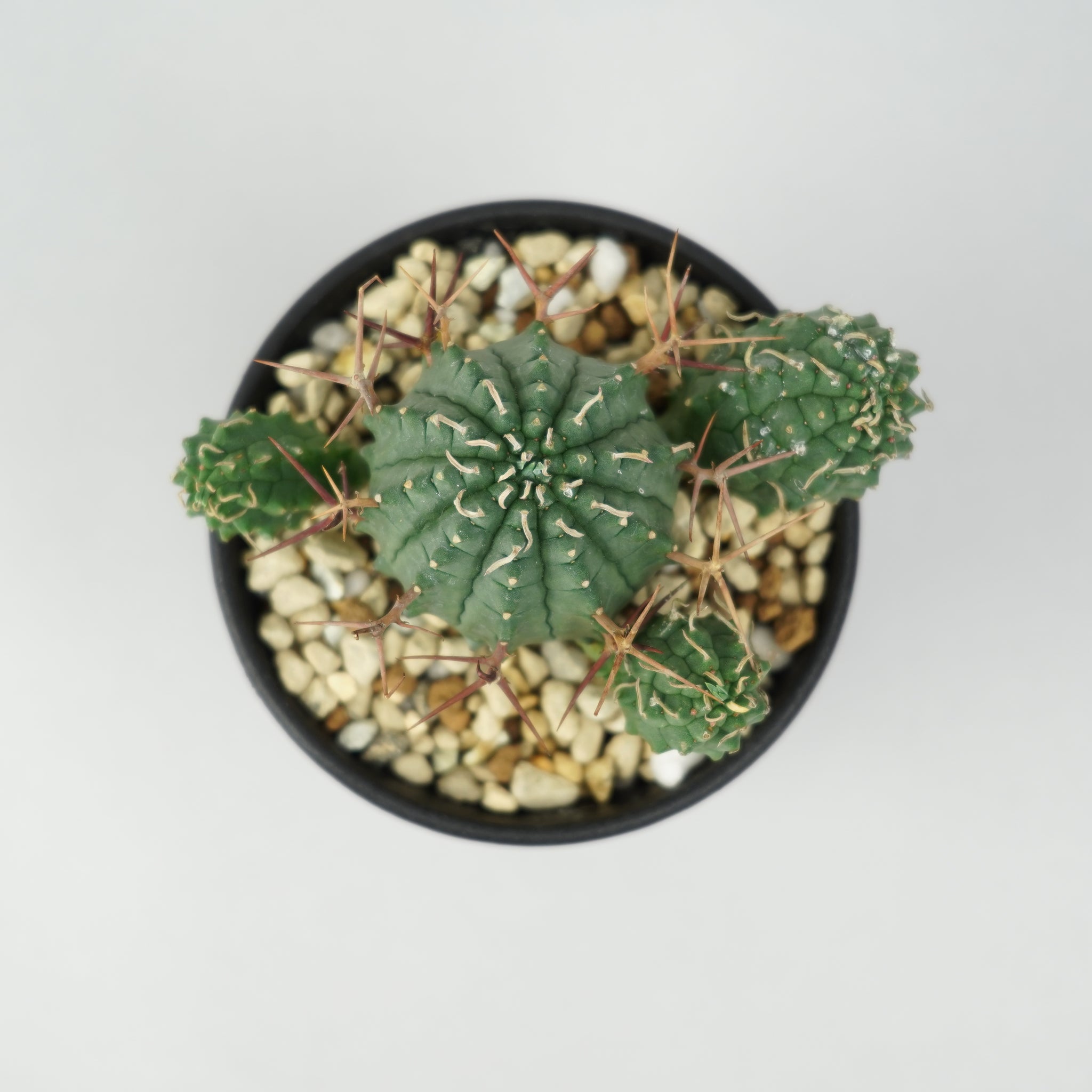 ユーフォルビア・ステリスピナ(群星冠)「Euphorbia Stellispina