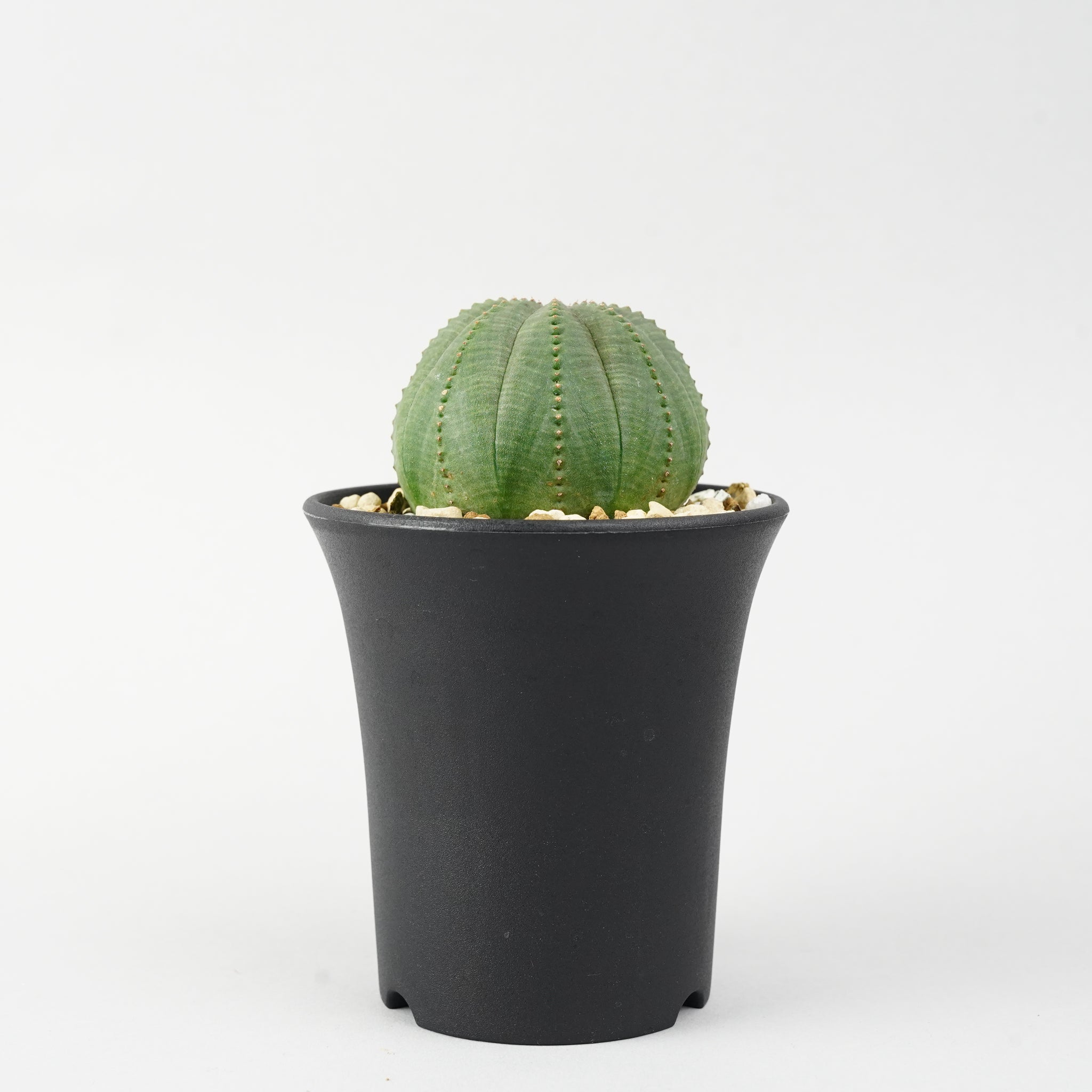ユーフォルビア・オベサ「Euphorbia Obesa」/EU256