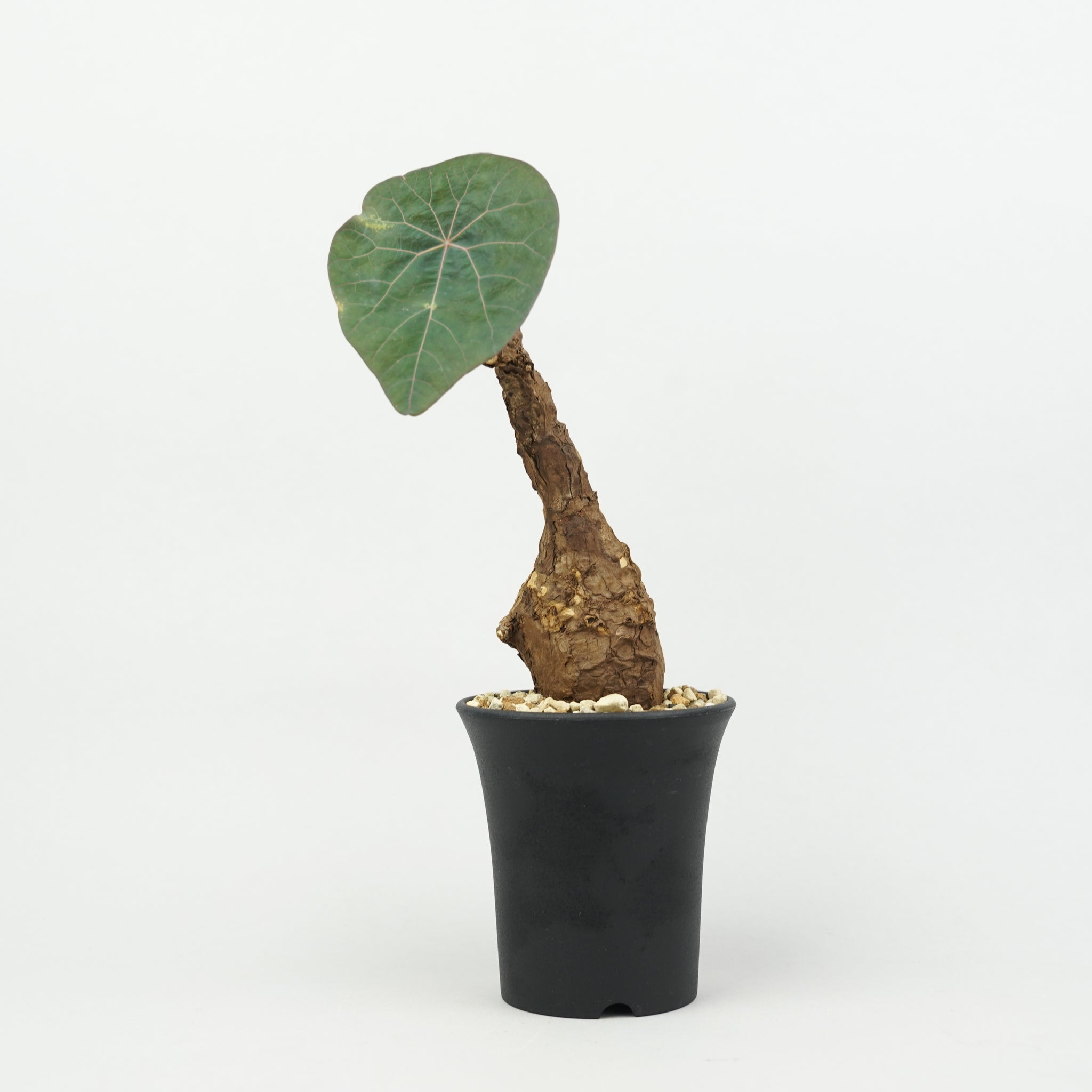 植物/ステファニア/すべて – Hachi-8