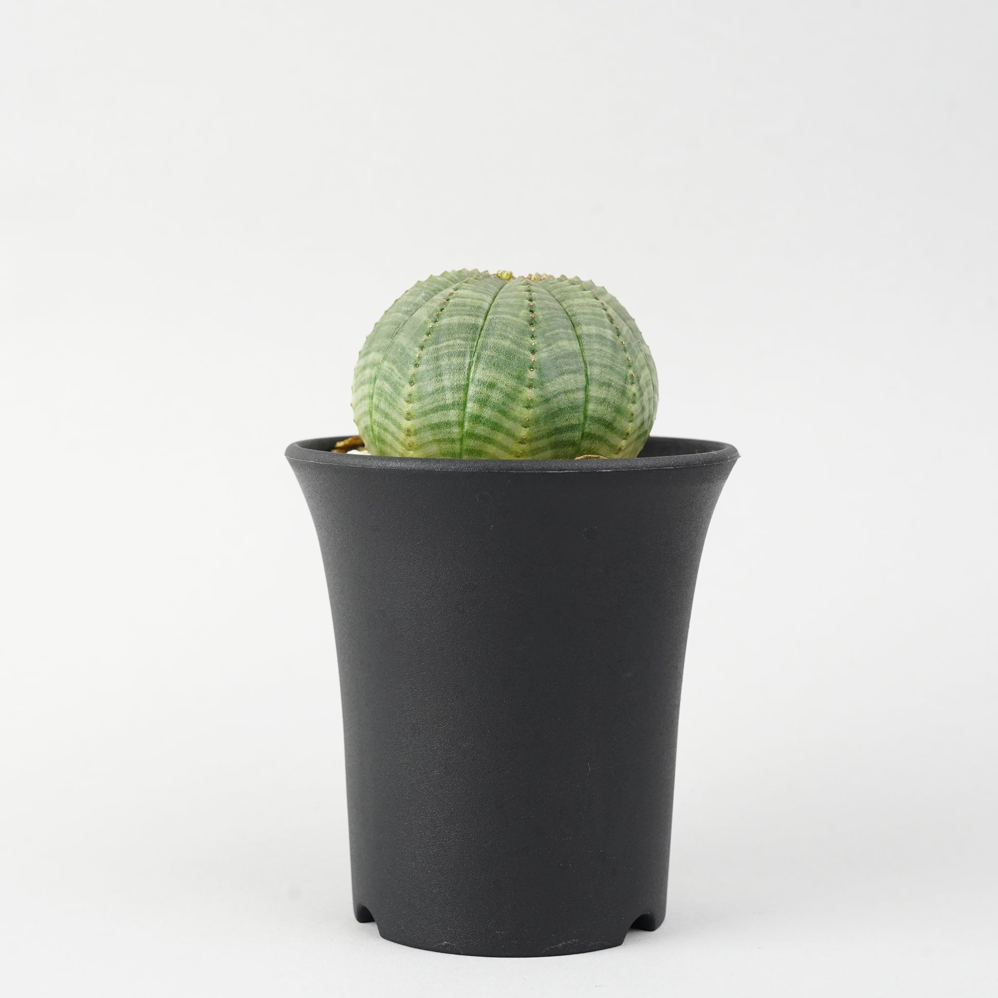 ユーフォルビア・オベサ「Euphorbia Obesa」/EU262