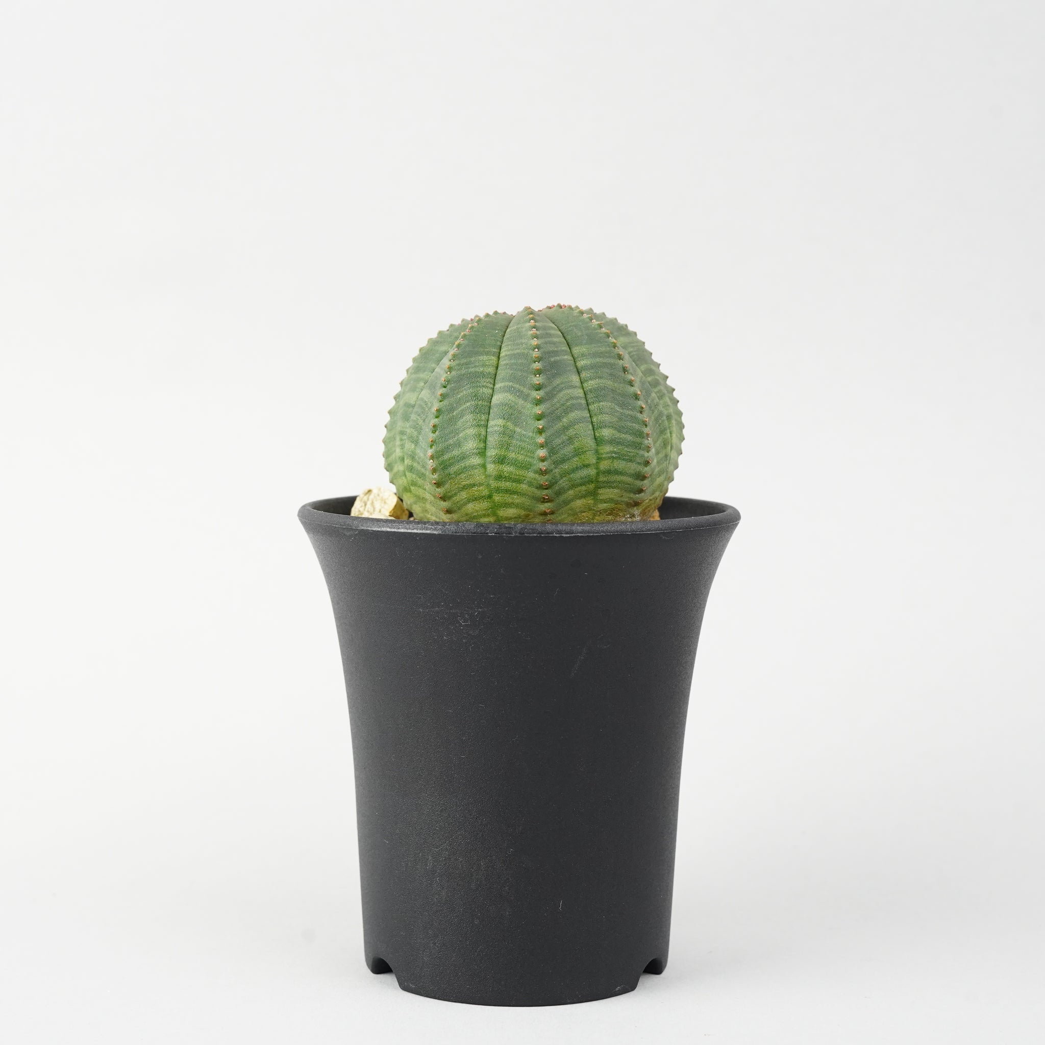 ユーフォルビア・オベサ「Euphorbia Obesa」/EU265