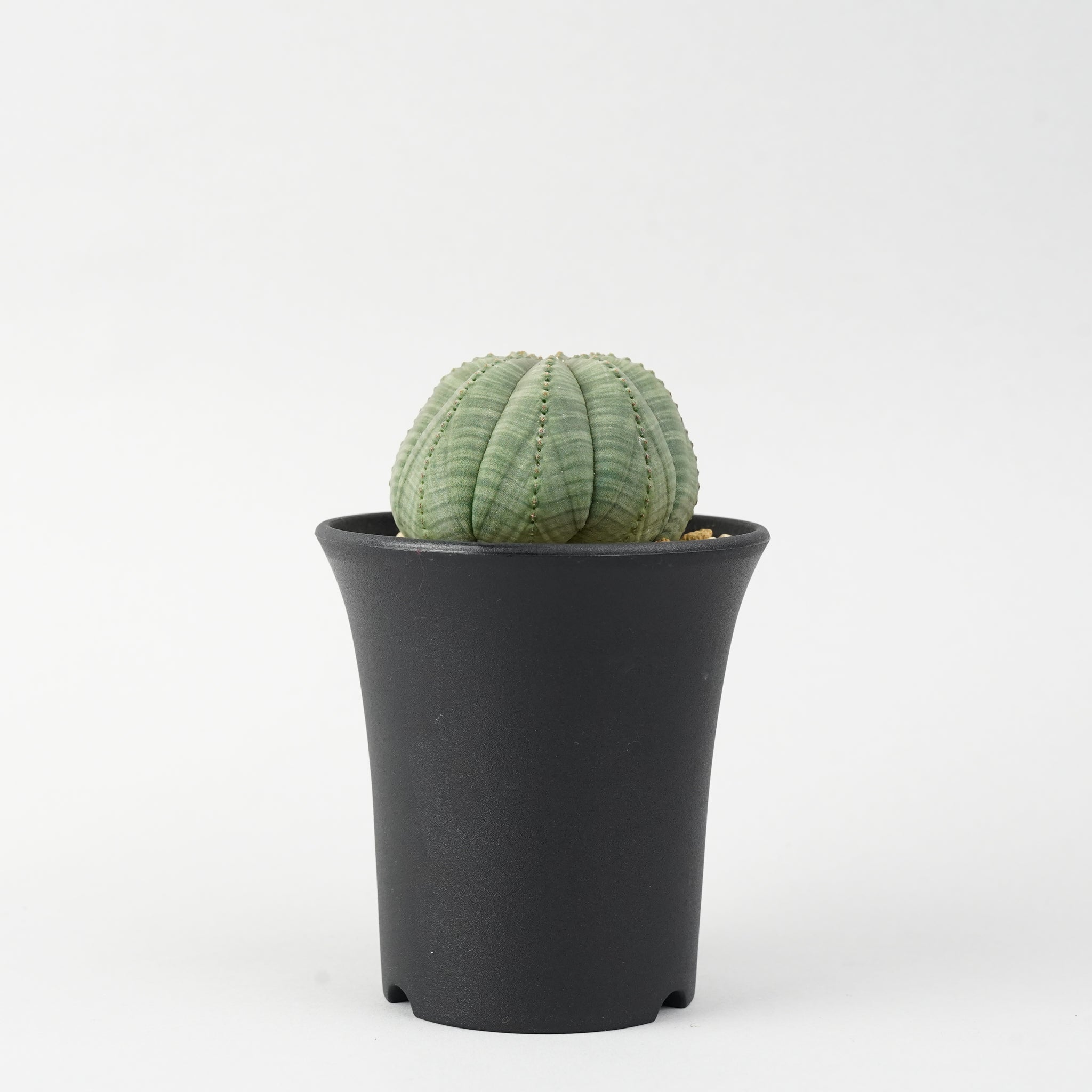 ユーフォルビア・オベサ「Euphorbia Obesa」/EU244