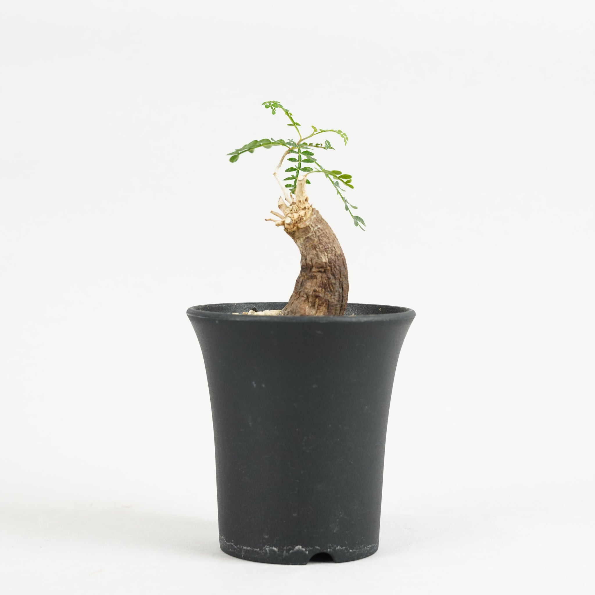 オペルクリカリア・パキプス 根挿し「Root cuttings of Operculicarya pachypus」/ET1172