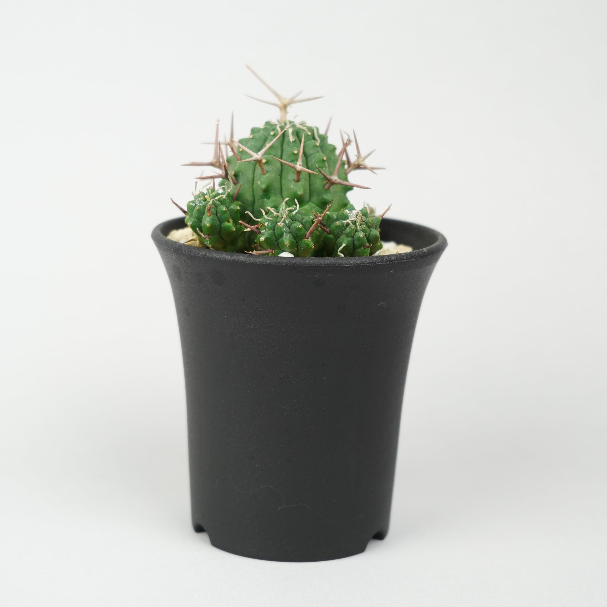 ユーフォルビア・ステリスピナ(群星冠)「Euphorbia Stellispina