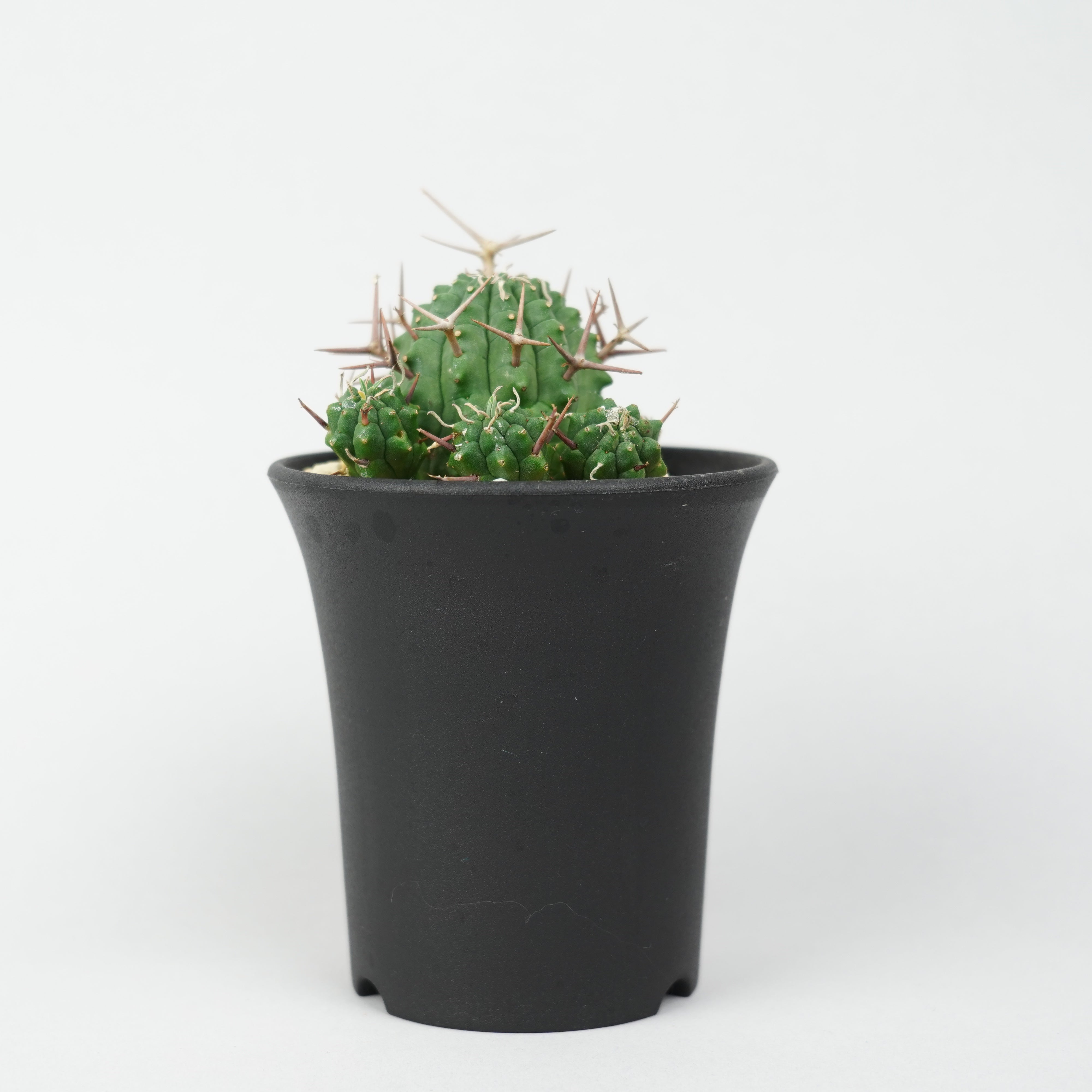 ユーフォルビア・ステリスピナ(群星冠)「Euphorbia Stellispina