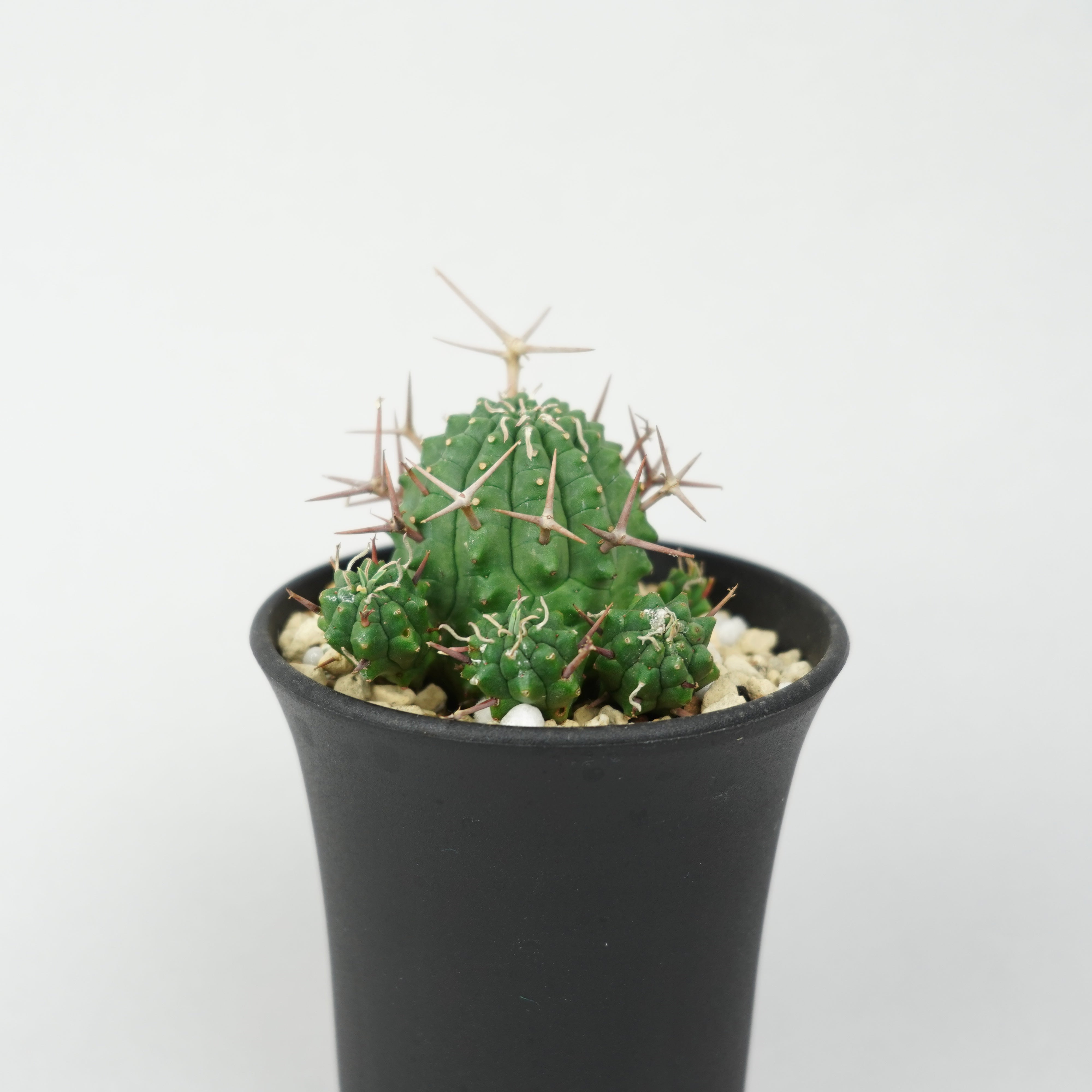 ユーフォルビア・ステリスピナ(群星冠)「Euphorbia Stellispina