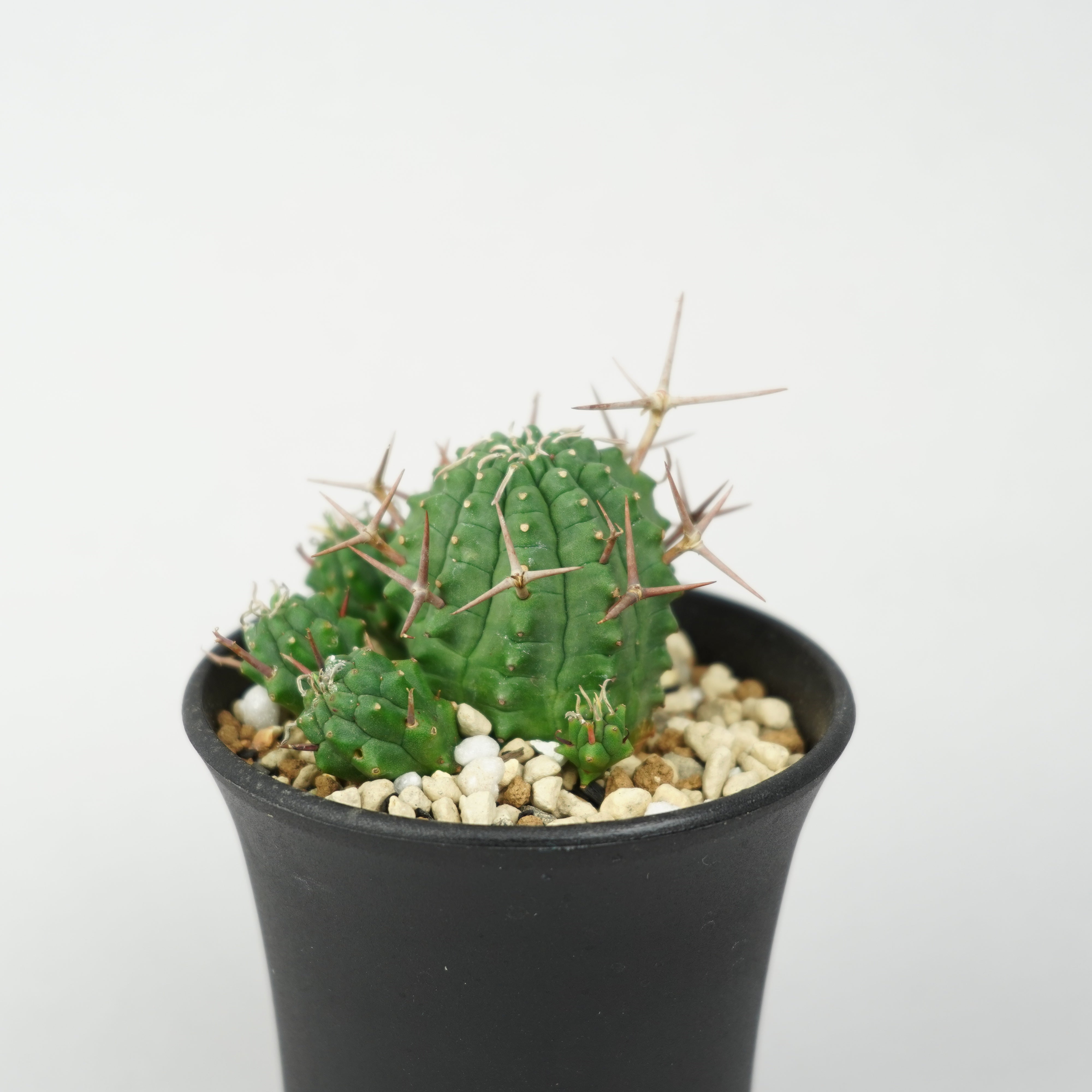 ユーフォルビア・ステリスピナ(群星冠)「Euphorbia Stellispina