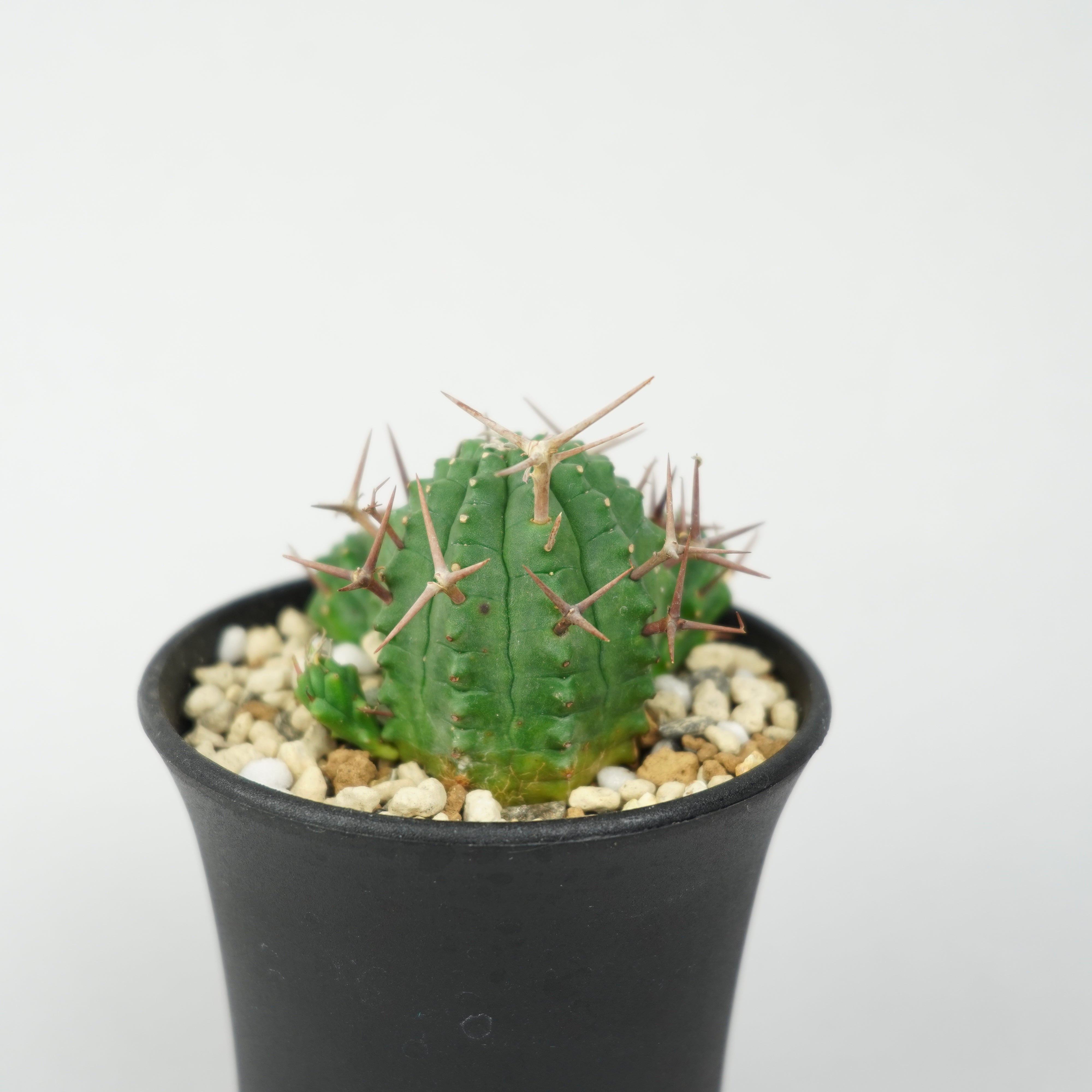ユーフォルビア 群星冠 ステリスピナ ユーフォルビア・ステリスピナ(群星冠)「Euphorbia Stellispina