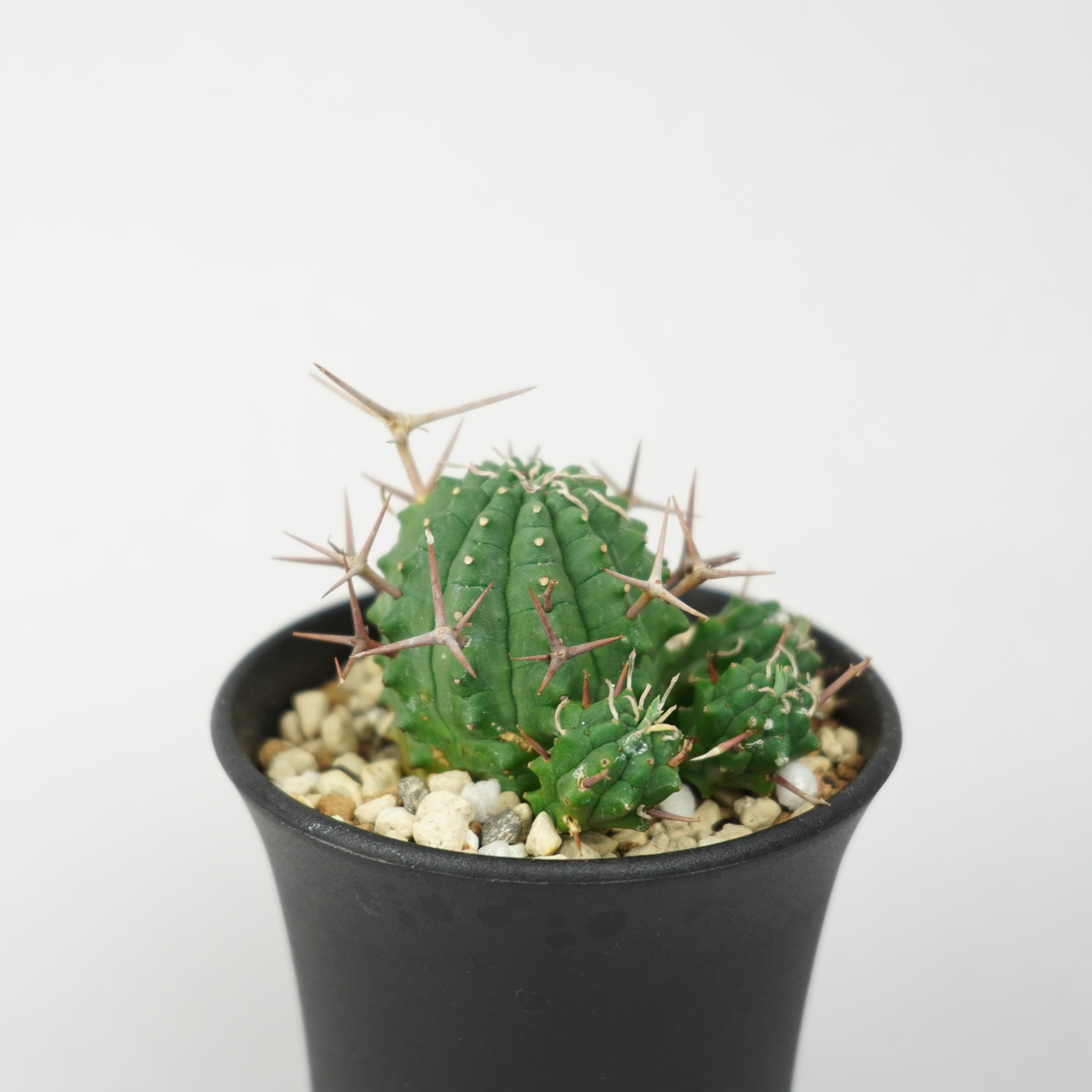 ユーフォルビア・ステリスピナ(群星冠)「Euphorbia Stellispina