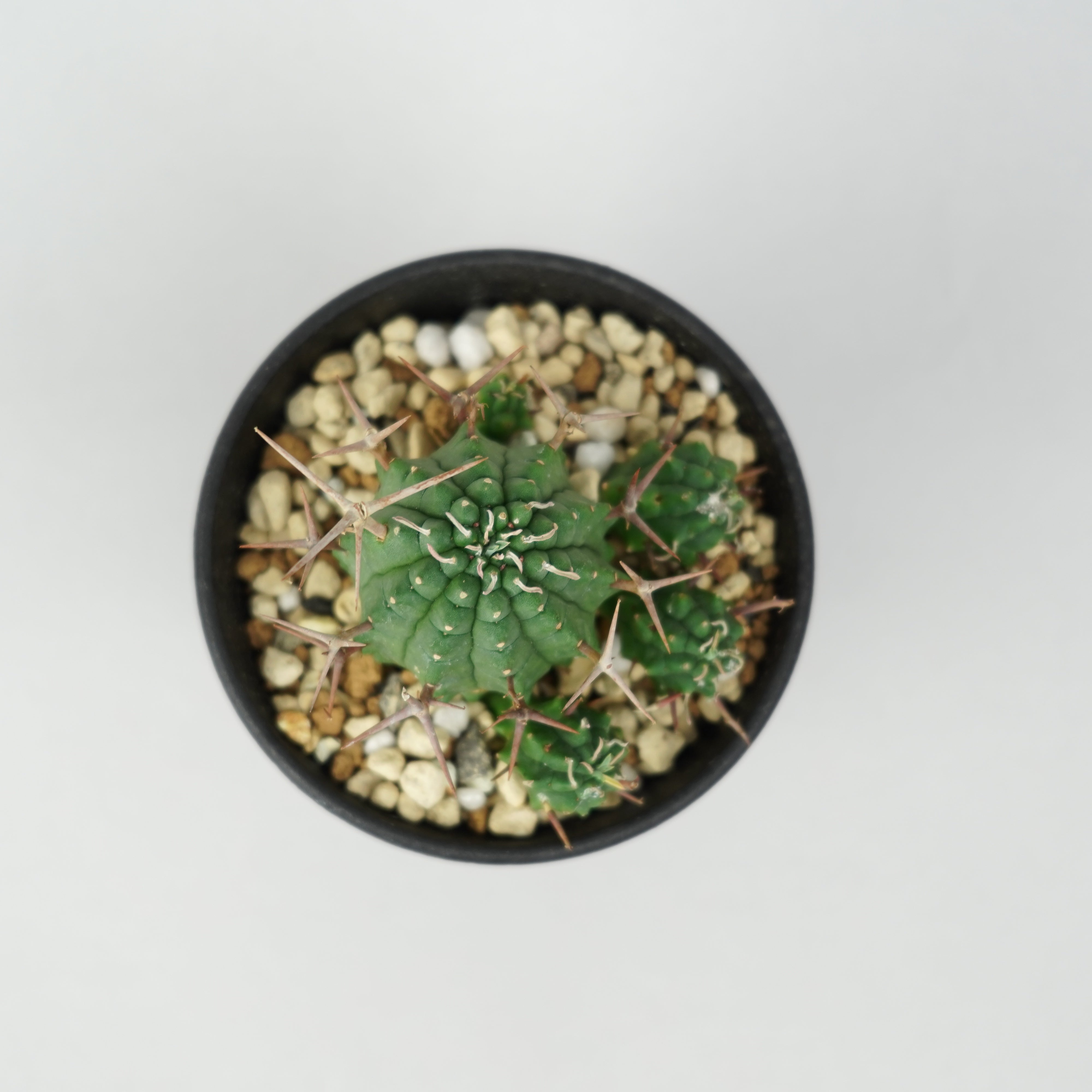 ユーフォルビア・ステリスピナ(群星冠)「Euphorbia Stellispina