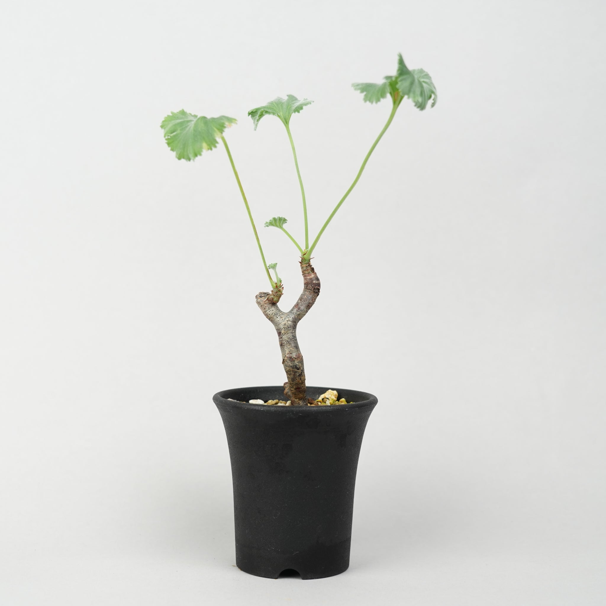 植物/冬型植物/ミラビレ – Hachi-8