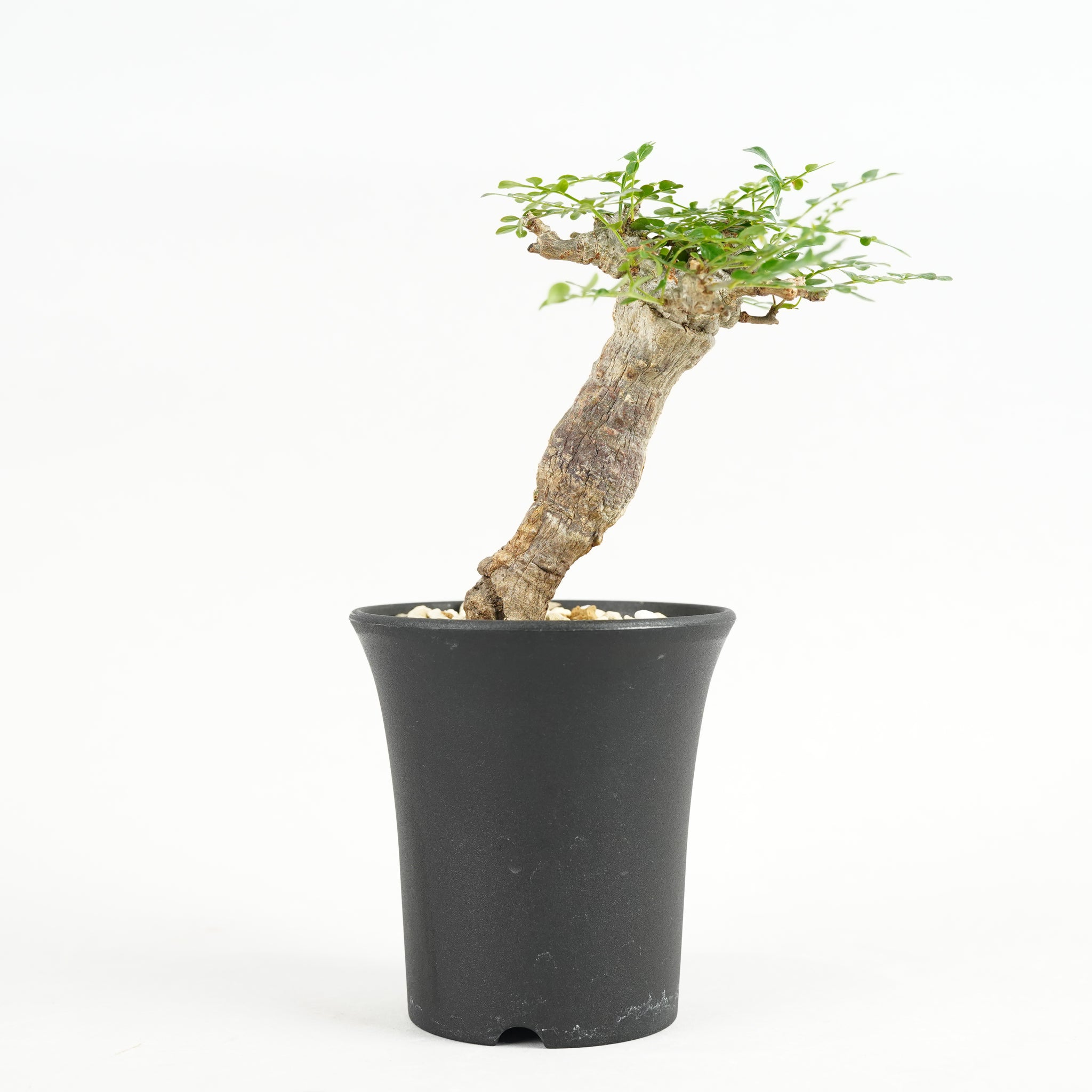オペルクリカリア・パキプス 根挿し「root cuttings of Operculicarya pachypus」/ET1163