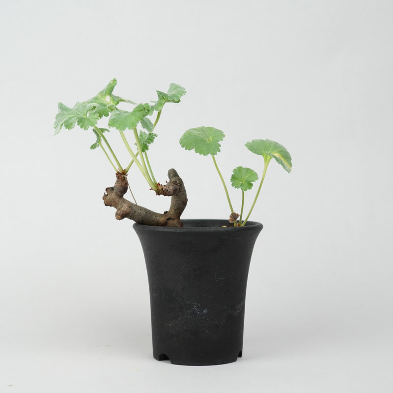 植物/冬型植物/すべて