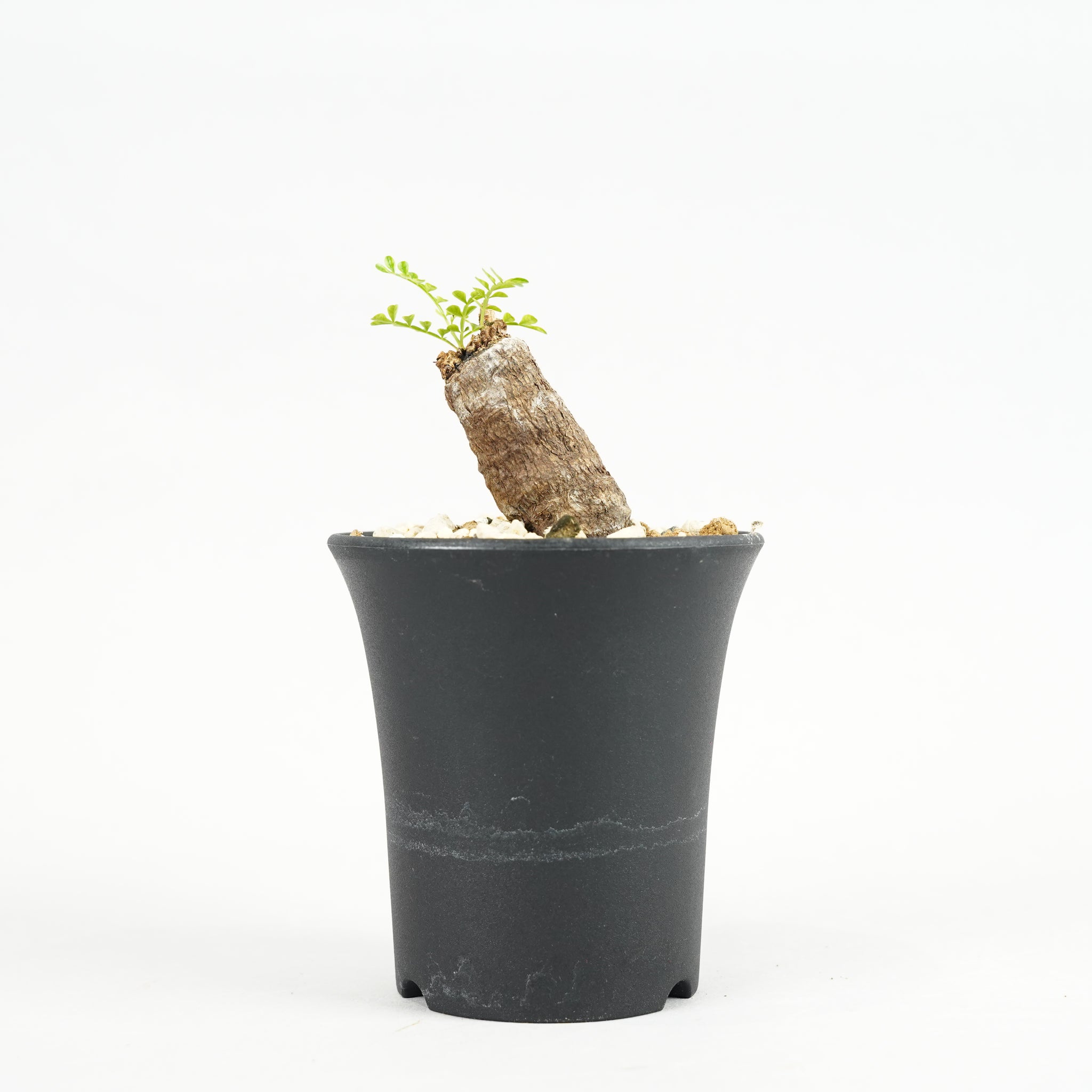 オペルクリカリア・パキプス 根挿し「root cuttings of Operculicarya pachypus」/ET1175