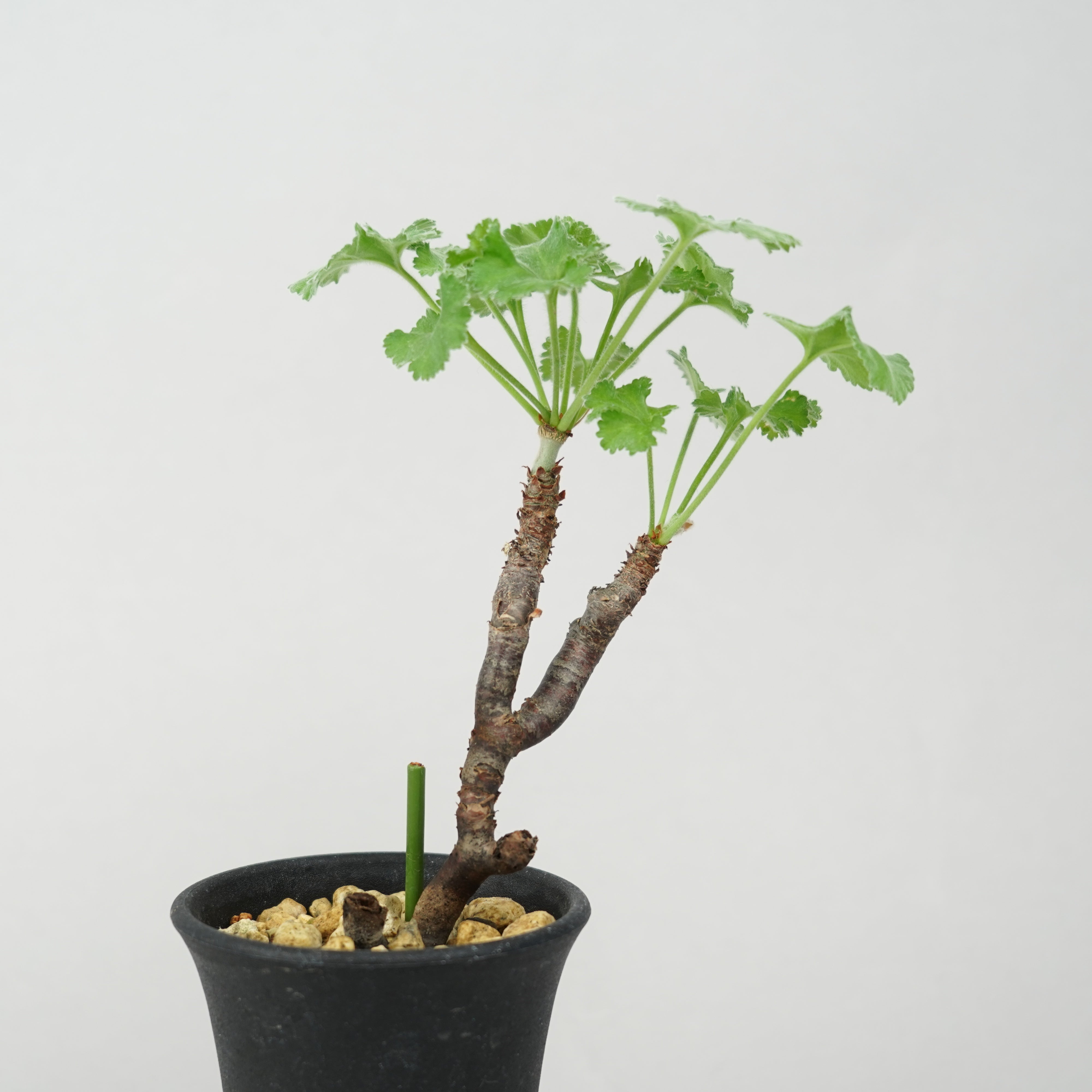 ペラルゴニウム・ミラビレ 「Pelargonium Mirabile」/ ET0628 – Hachi-8