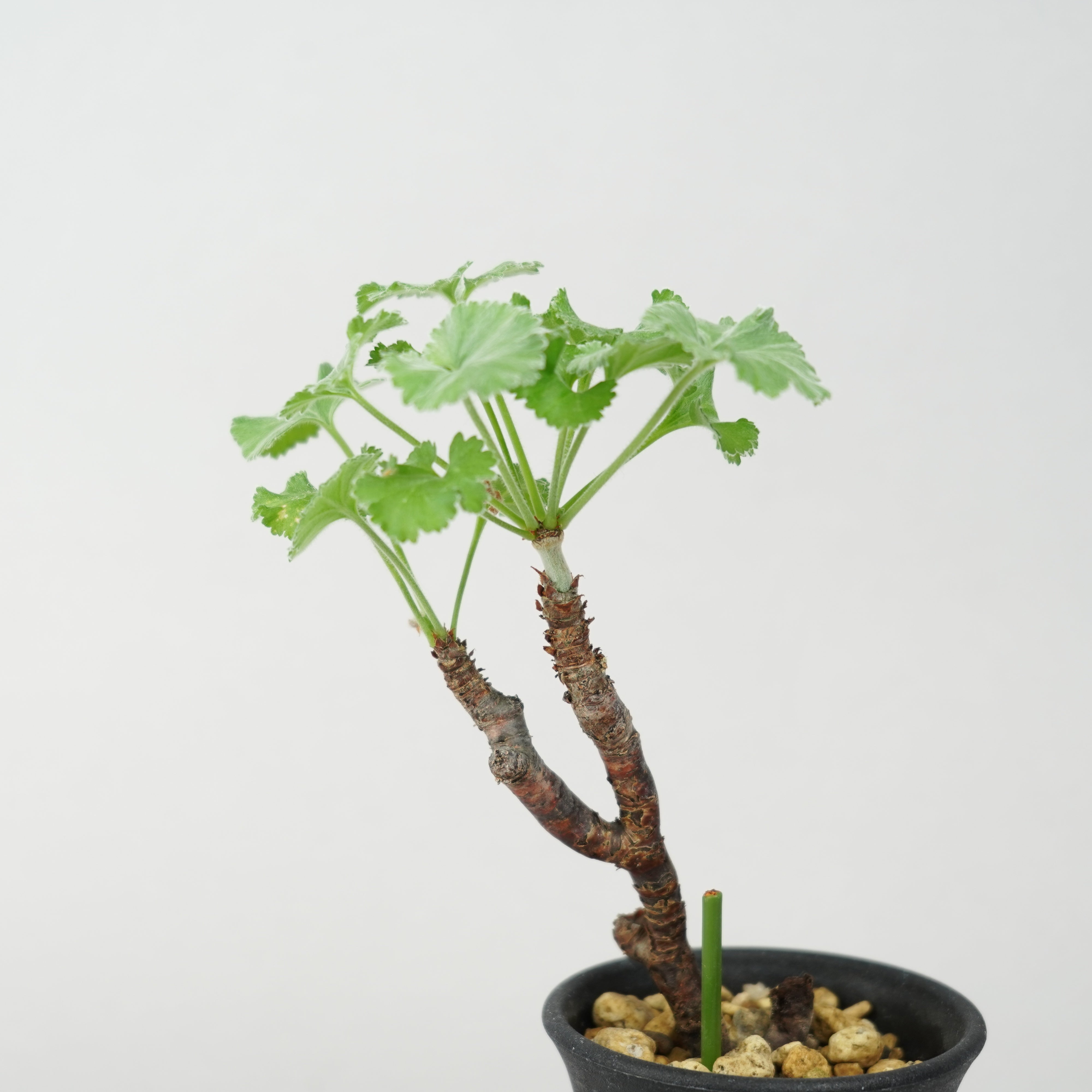 ペラルゴニウム・ミラビレ 「Pelargonium Mirabile」/ ET0628 – Hachi-8