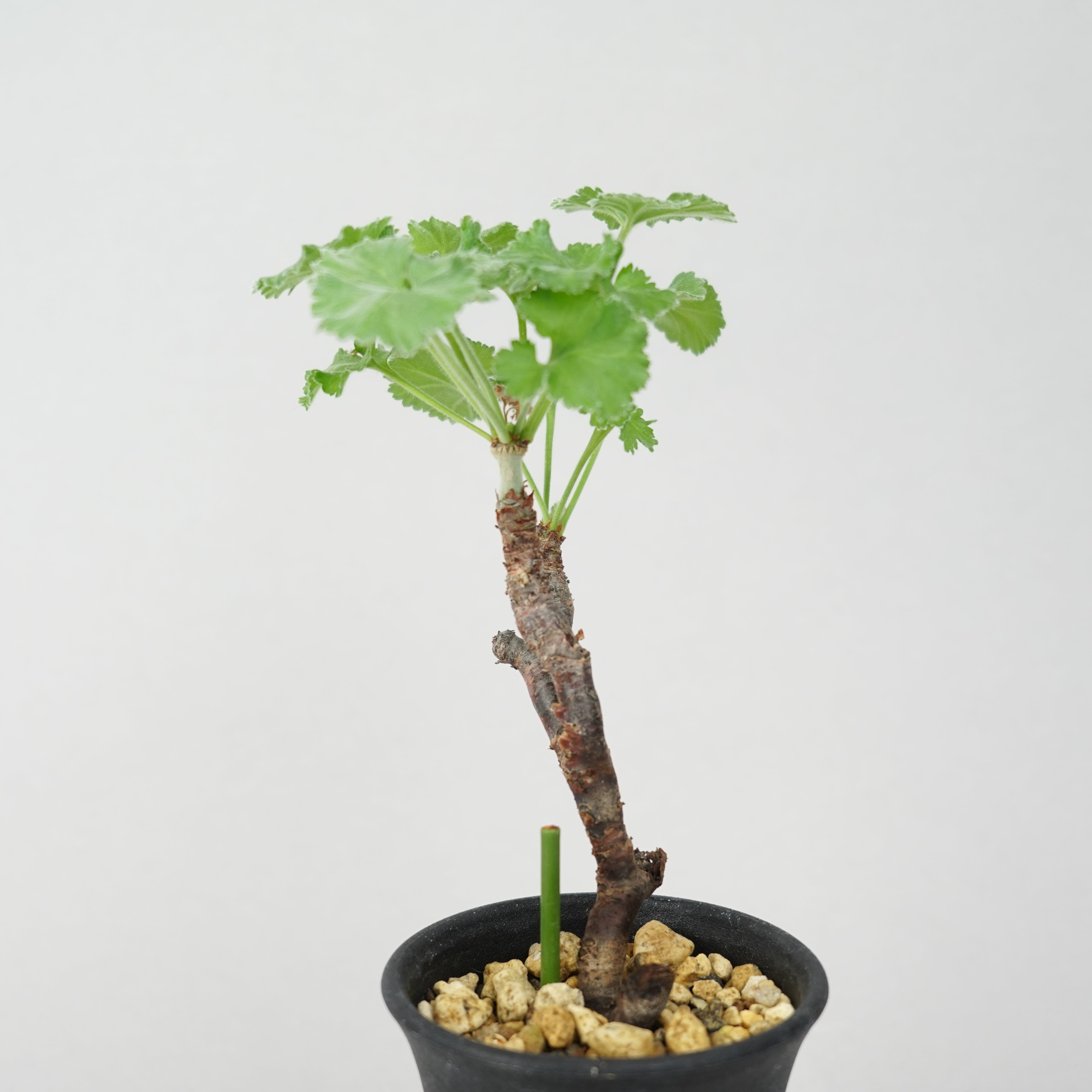 ペラルゴニウム・ミラビレ 「Pelargonium Mirabile」/ ET0628 – Hachi-8