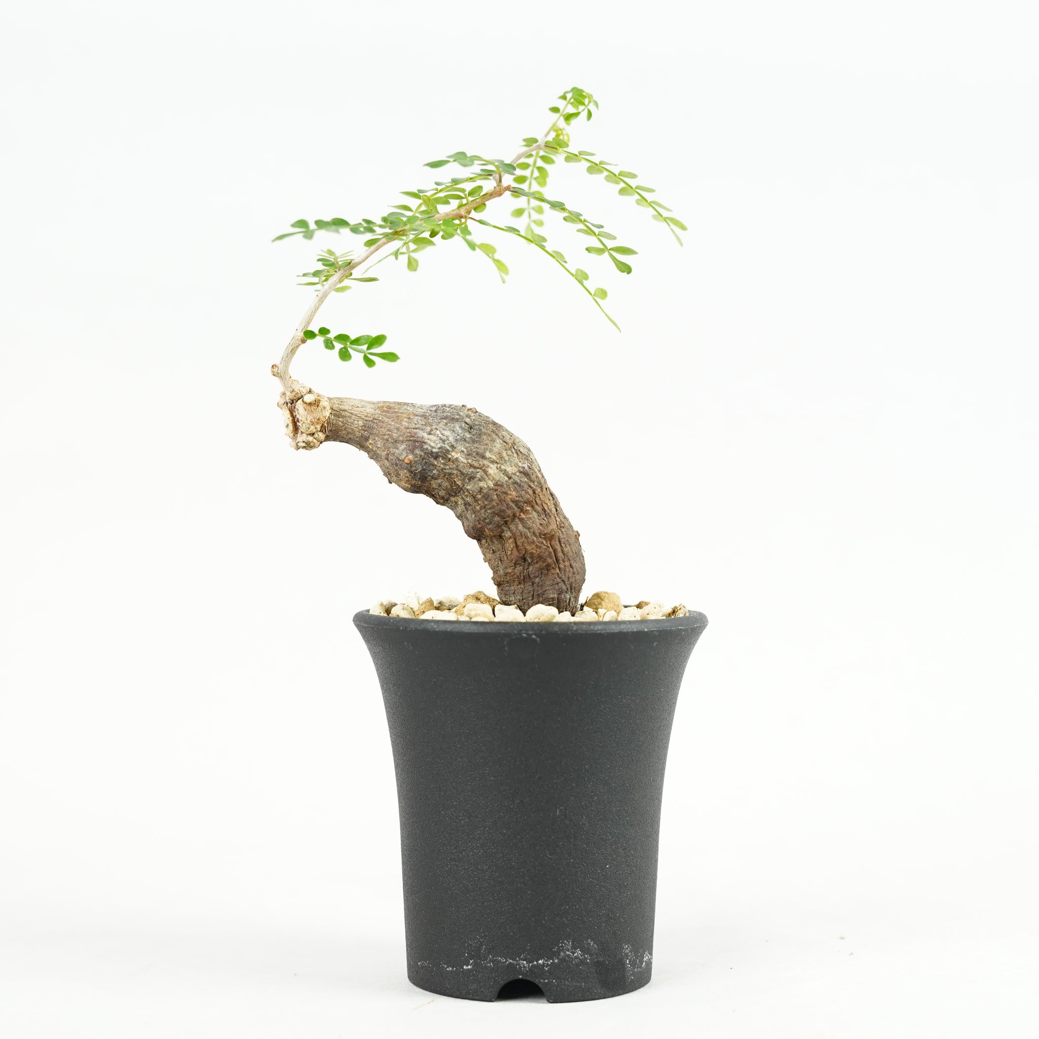 オペルクリカリア・パキプス 根挿し「root cuttings of Operculicarya pachypus」/ET1171