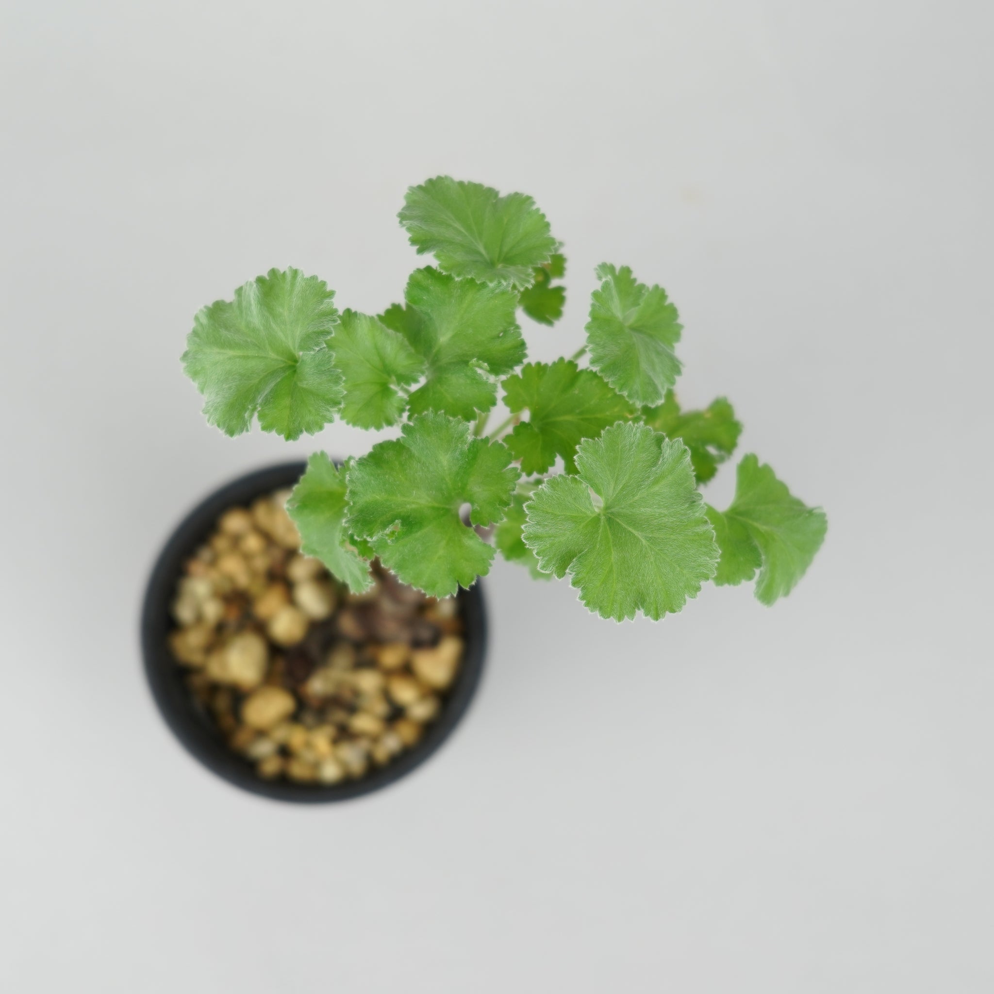 ペラルゴニウム・ミラビレ 「Pelargonium Mirabile」/ ET0628 – Hachi-8