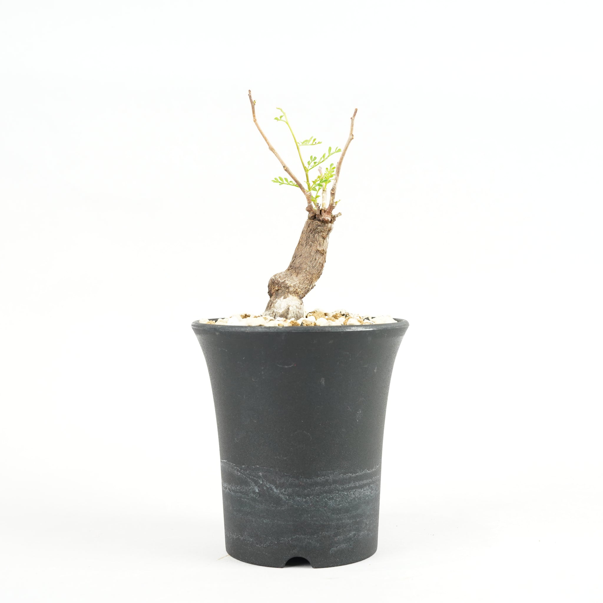 オペルクリカリア・パキプス 根挿し「root cuttings of Operculicarya pachypus」/ET1174
