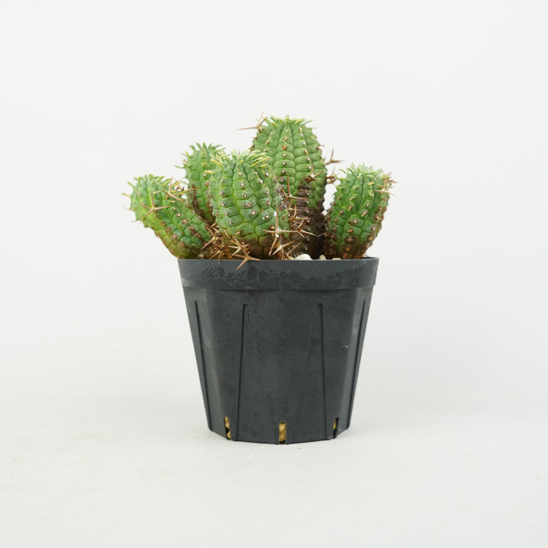 ユーフォルビア・ステリスピナ(群星冠)「Euphorbia Stellispina」/EU0762