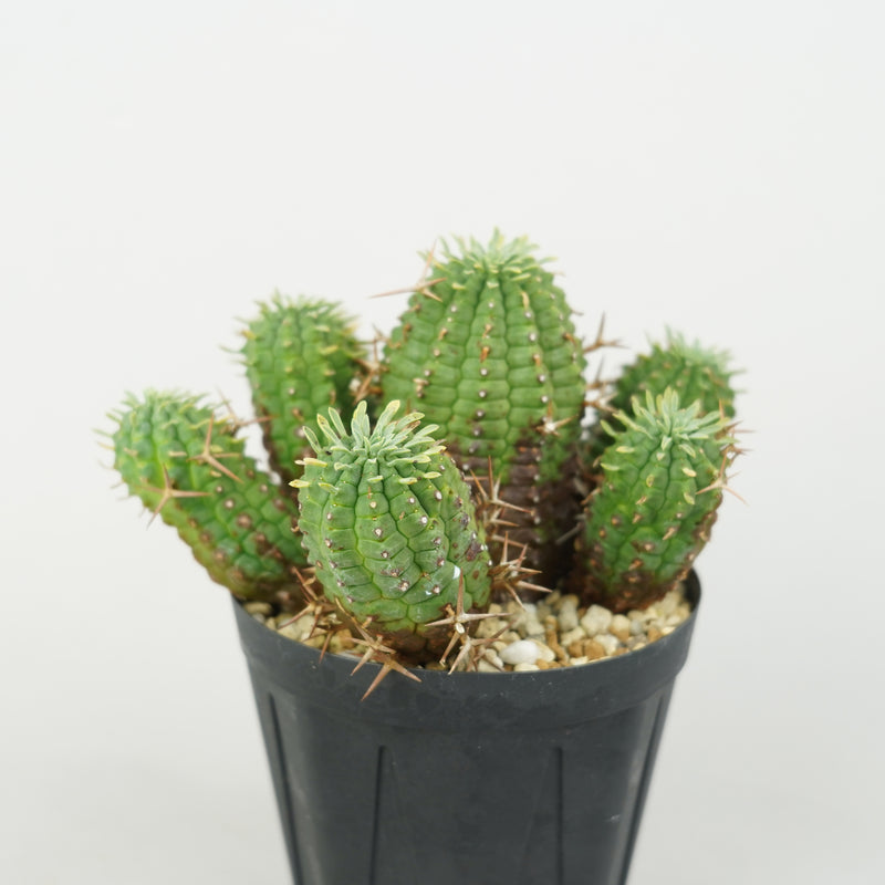 ユーフォルビア・ステリスピナ(群星冠)「Euphorbia Stellispina」/EU0762