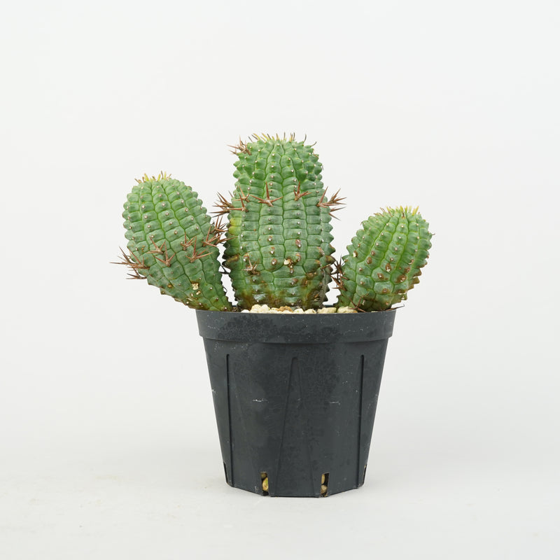 ユーフォルビア・ステリスピナ(群星冠)「Euphorbia Stellispina」/EU0755