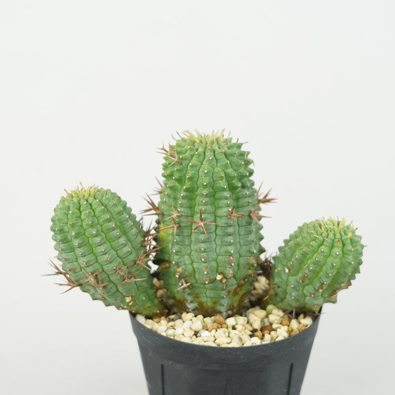 ユーフォルビア・ステリスピナ(群星冠)「Euphorbia Stellispina」/EU0755