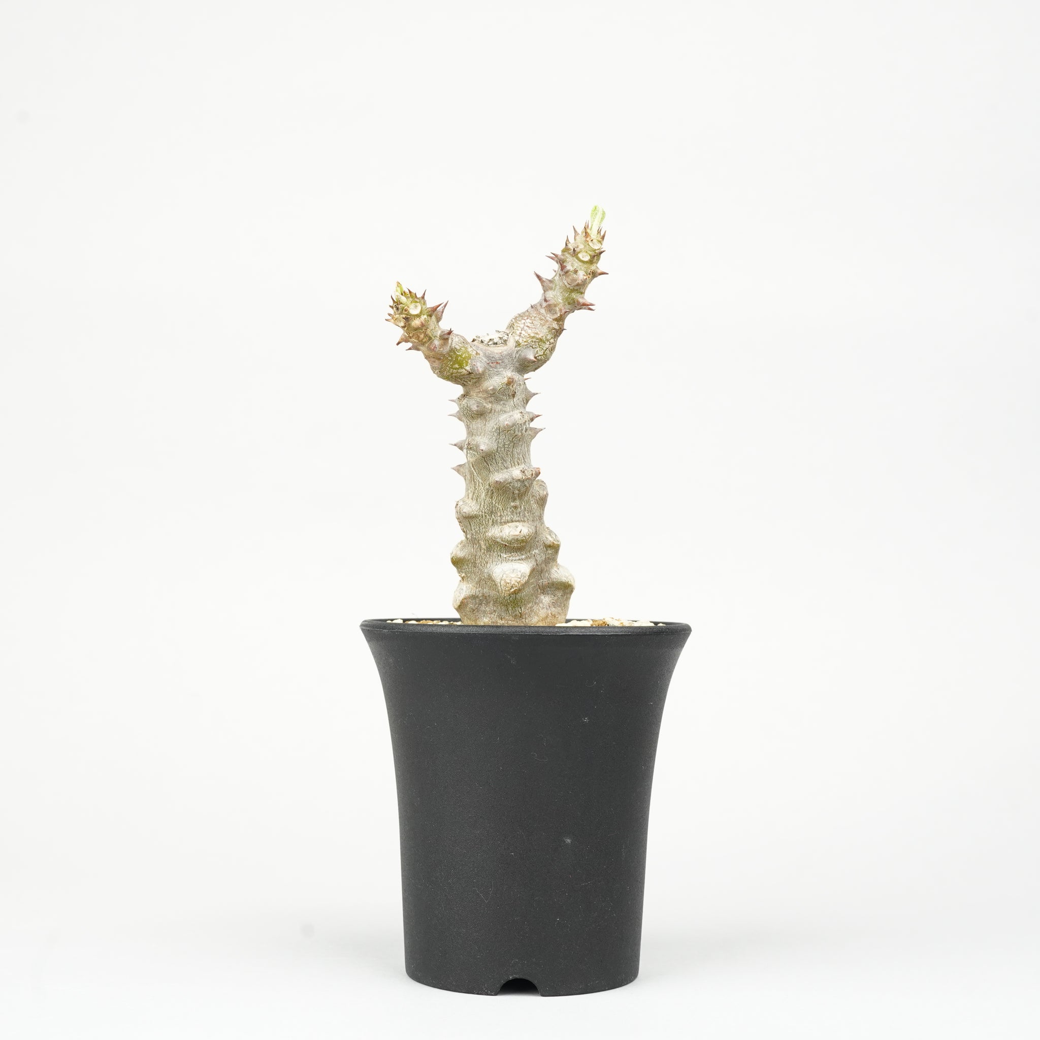 パキポディウム・ウィンゾリー 実生「Pachypodium windsorii」/PA0183