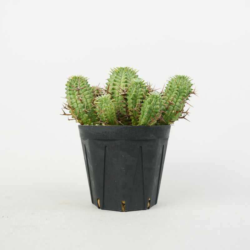 ユーフォルビア・ステリスピナ(群星冠)「Euphorbia Stellispina」/EU0761