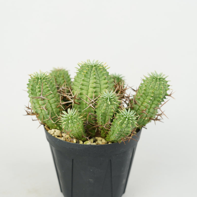 ユーフォルビア・ステリスピナ(群星冠)「Euphorbia Stellispina」/EU0761