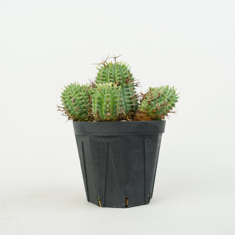 ユーフォルビア・ステリスピナ(群星冠)「Euphorbia Stellispina」/EU0771