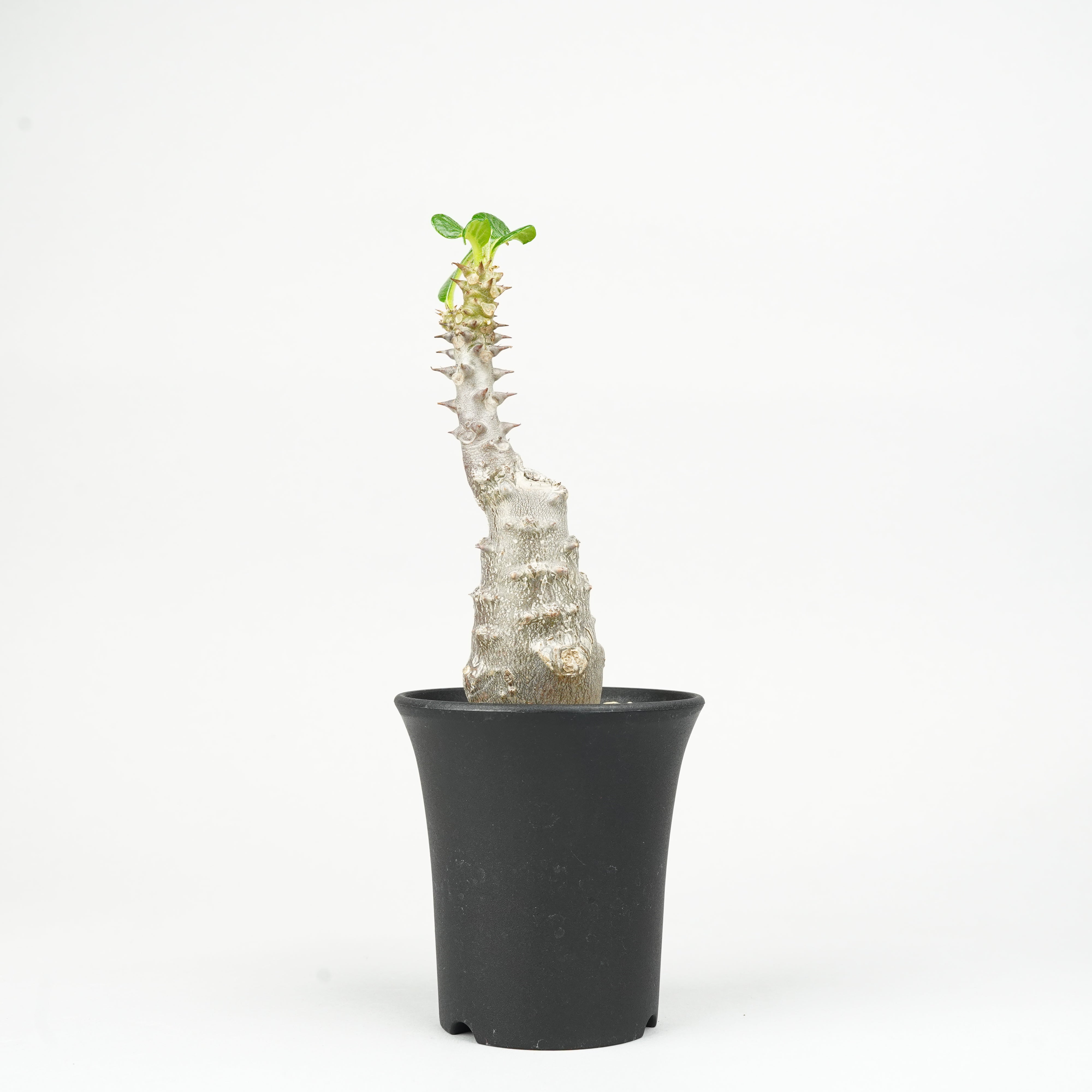 じぇむさんウィンゾリー パキポディウム・ウィンゾリー 実生「Pachypodium windsorii