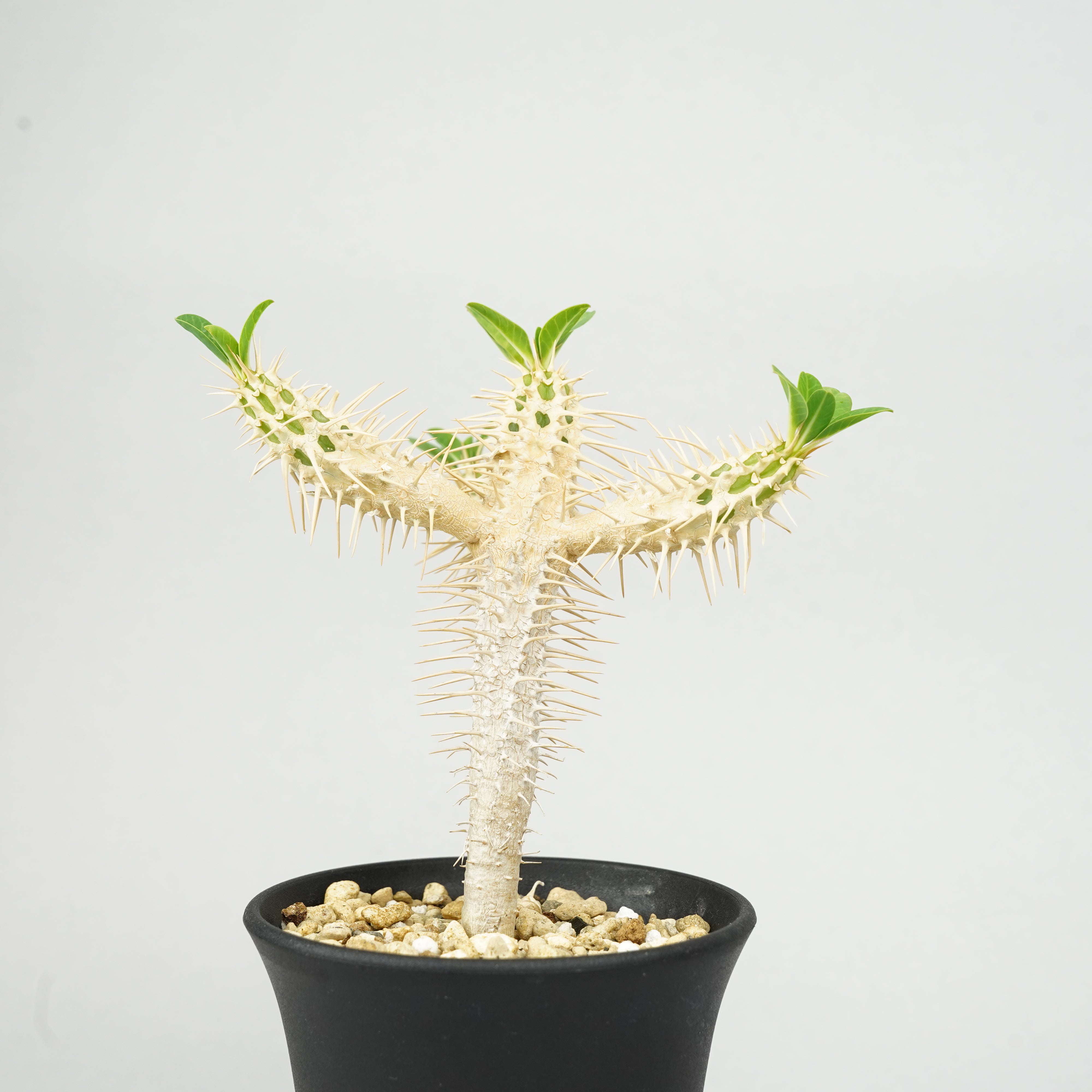 ユーフォルビア・ギラウミニアナ 実生「Euphorbia guillauminiana