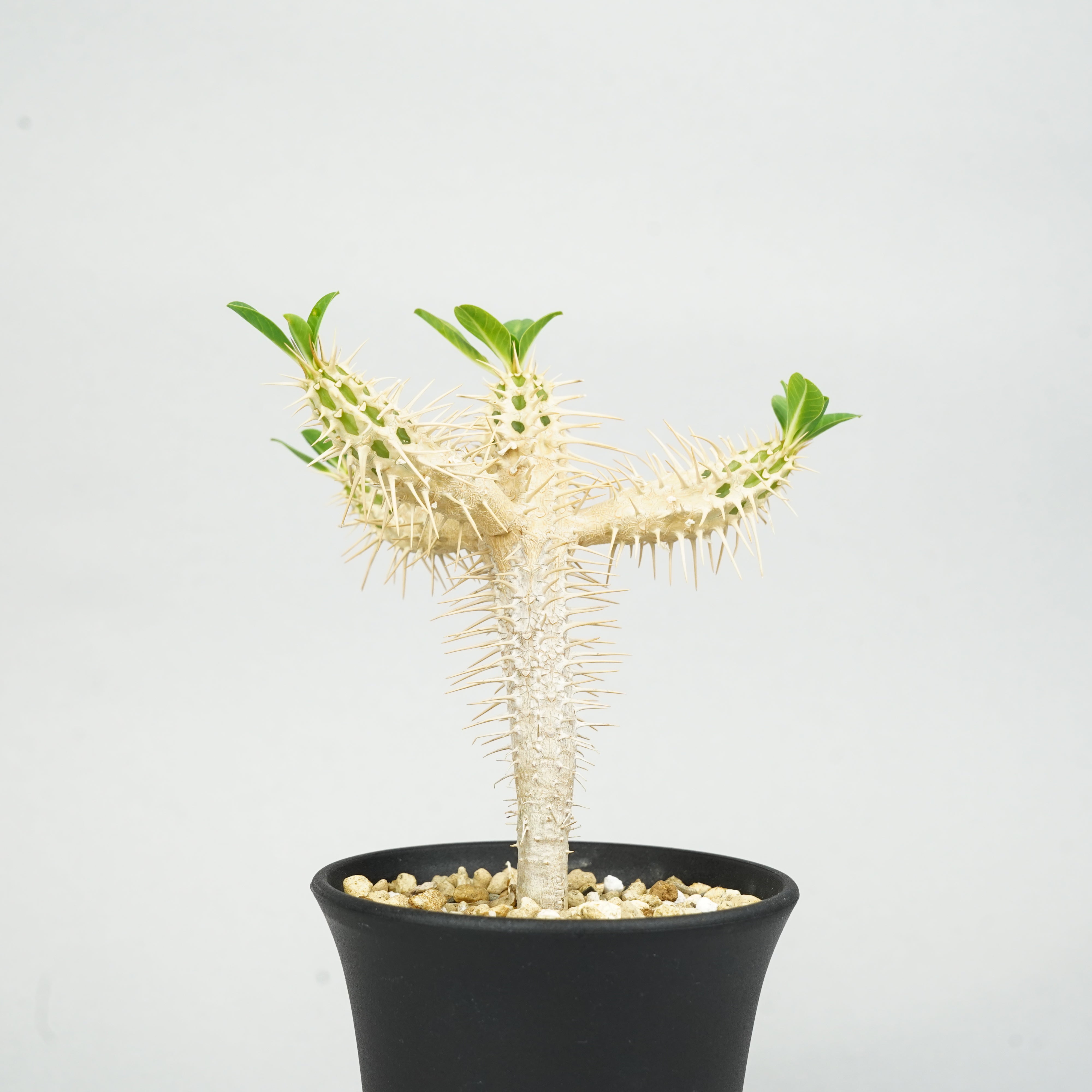 ユーフォルビア・ギラウミニアナ 実生「Euphorbia guillauminiana