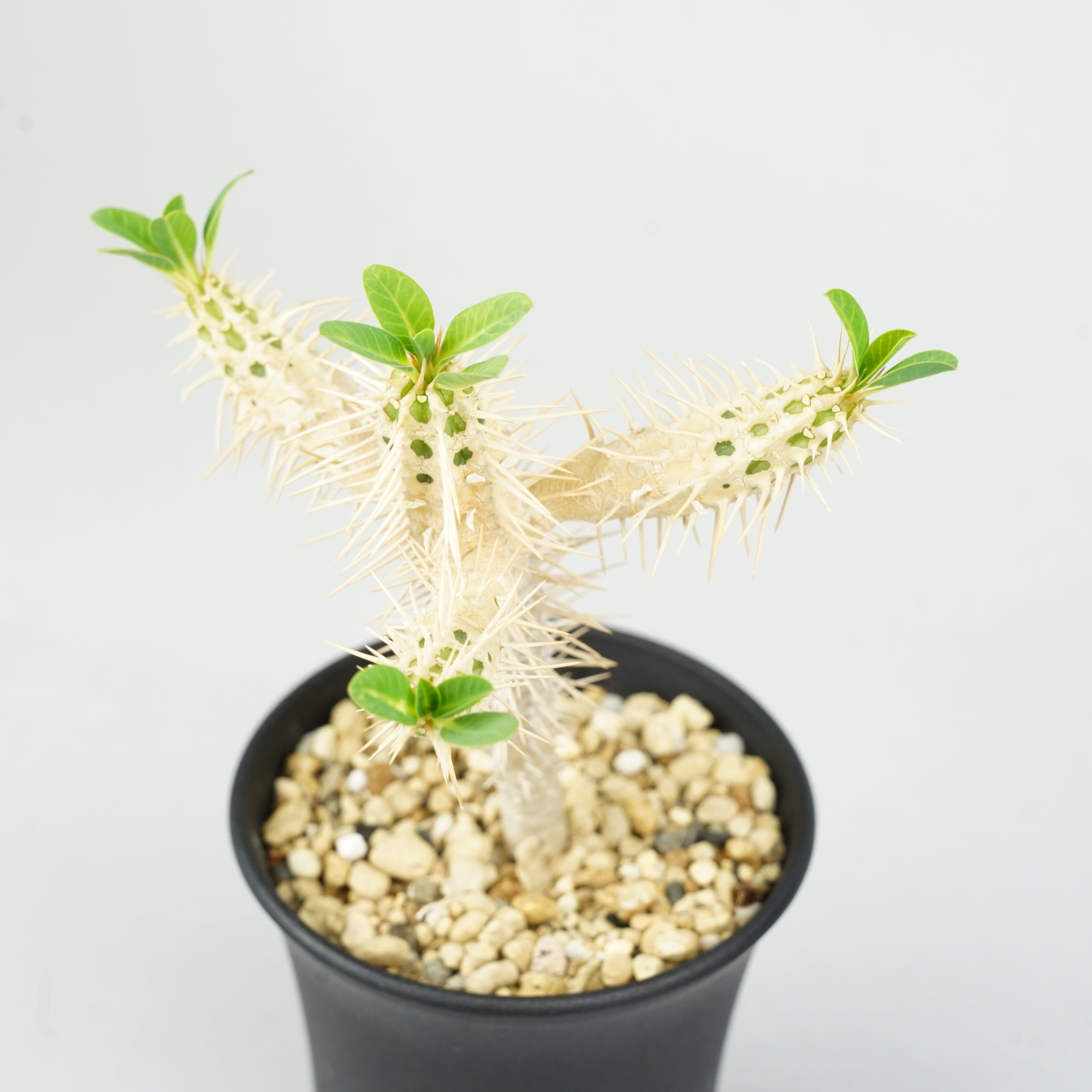 ユーフォルビア・ギラウミニアナ 実生「Euphorbia guillauminiana