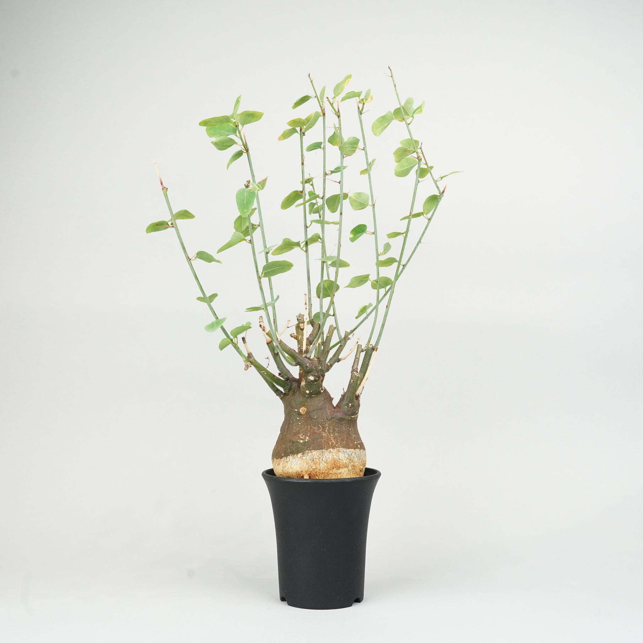 アデニア・スピノーサ「Adenia spinosa」/ET0924