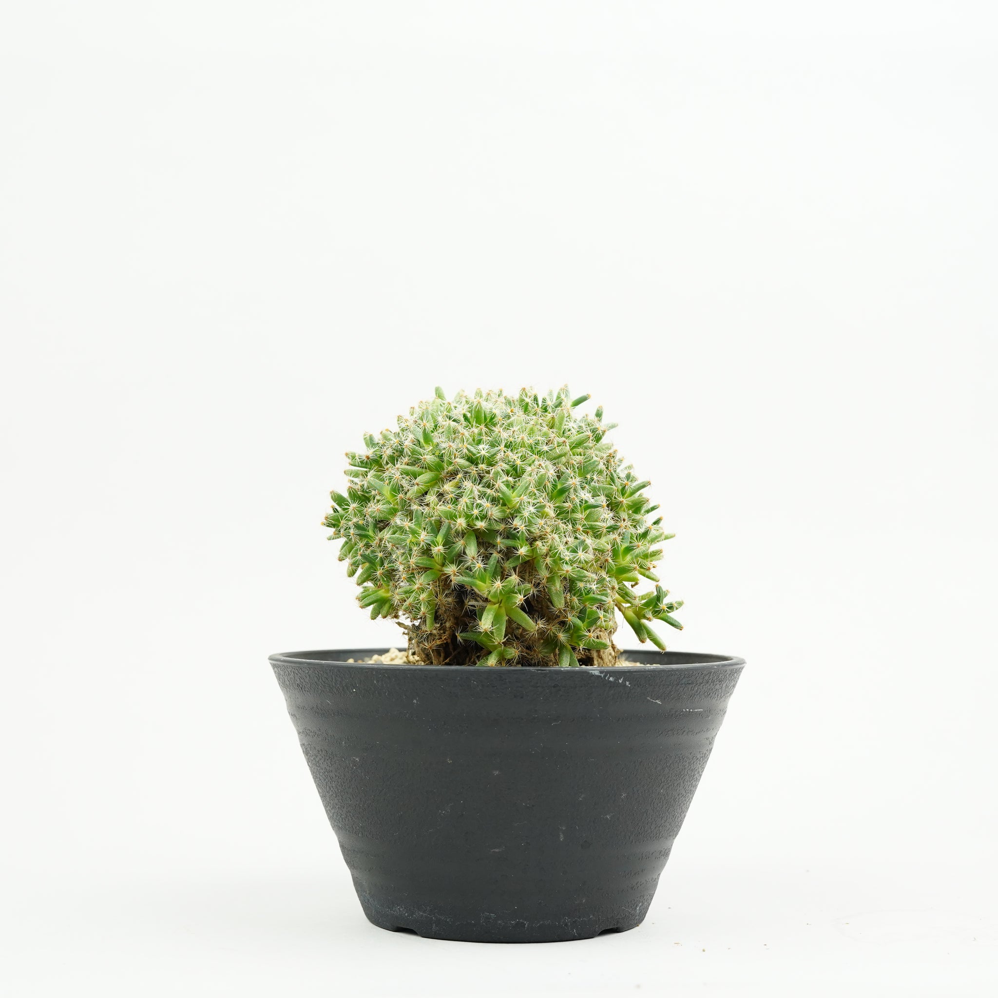 トリコディアデマ・デンサム (紫晃星)「Trichodiadema densum」/EU0428
