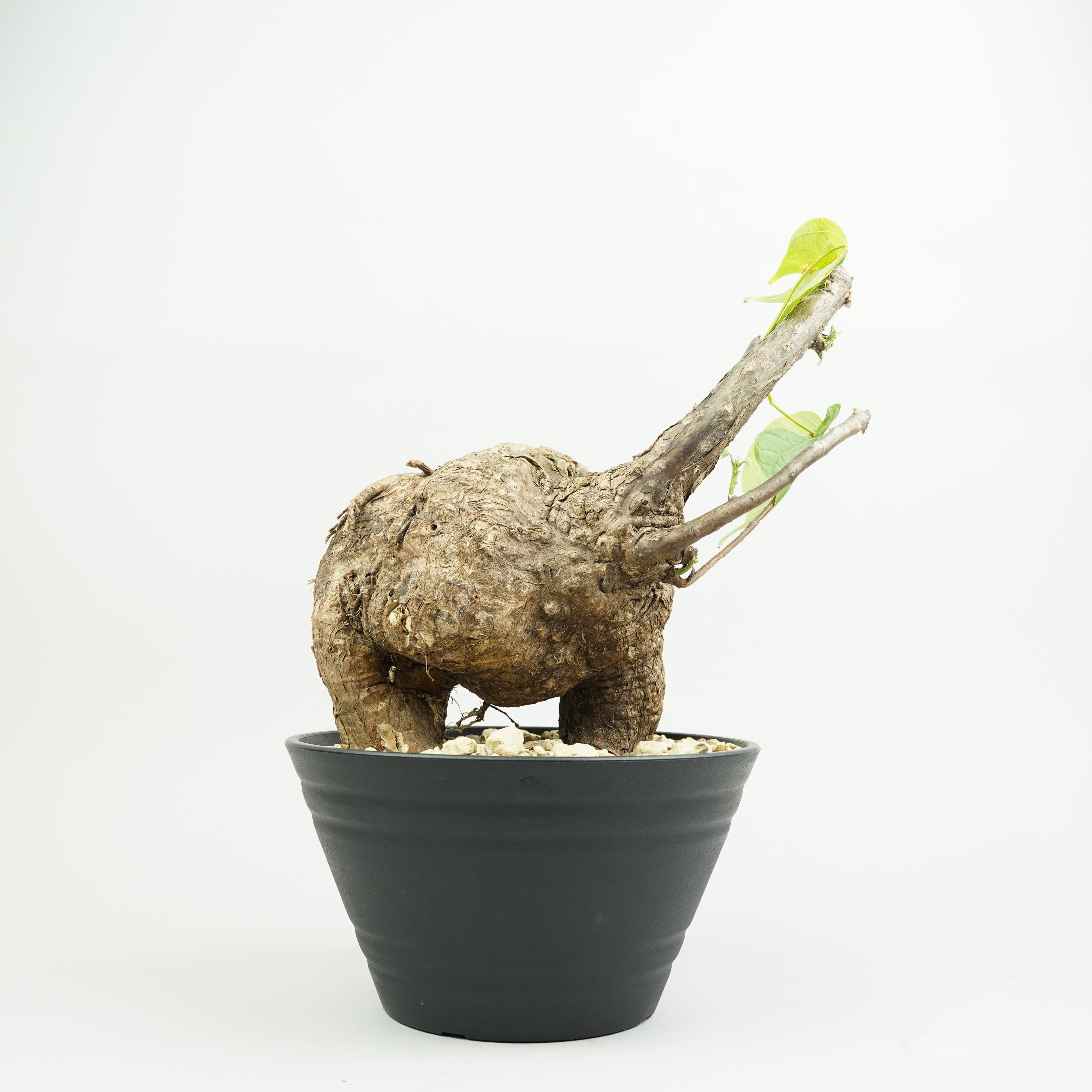 HACHI-8公式】すべての植物 -植木鉢と植物の専門店- – Hachi-8