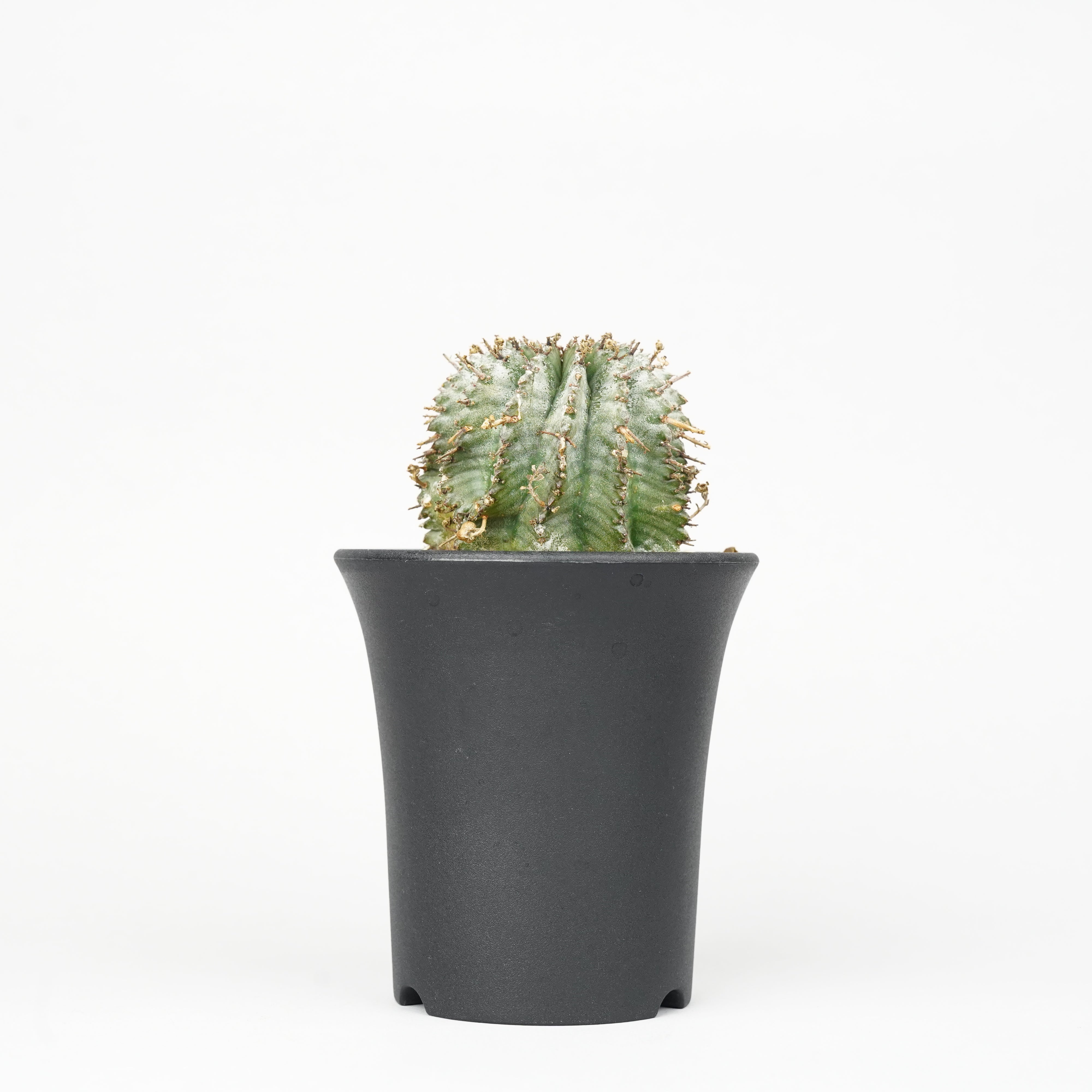 ホリダ – Hachi-8