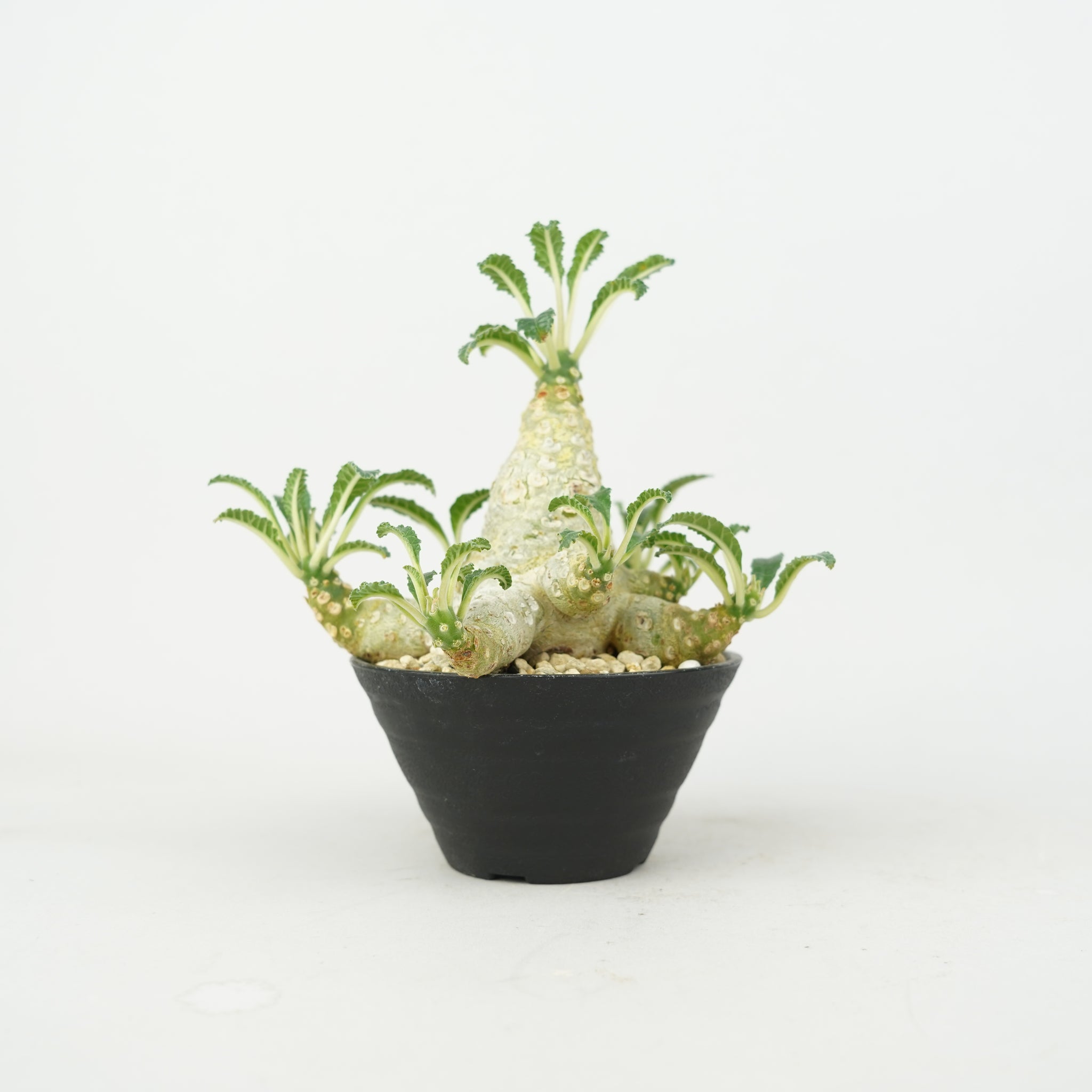 商品一覧/新着植物 – Hachi-8