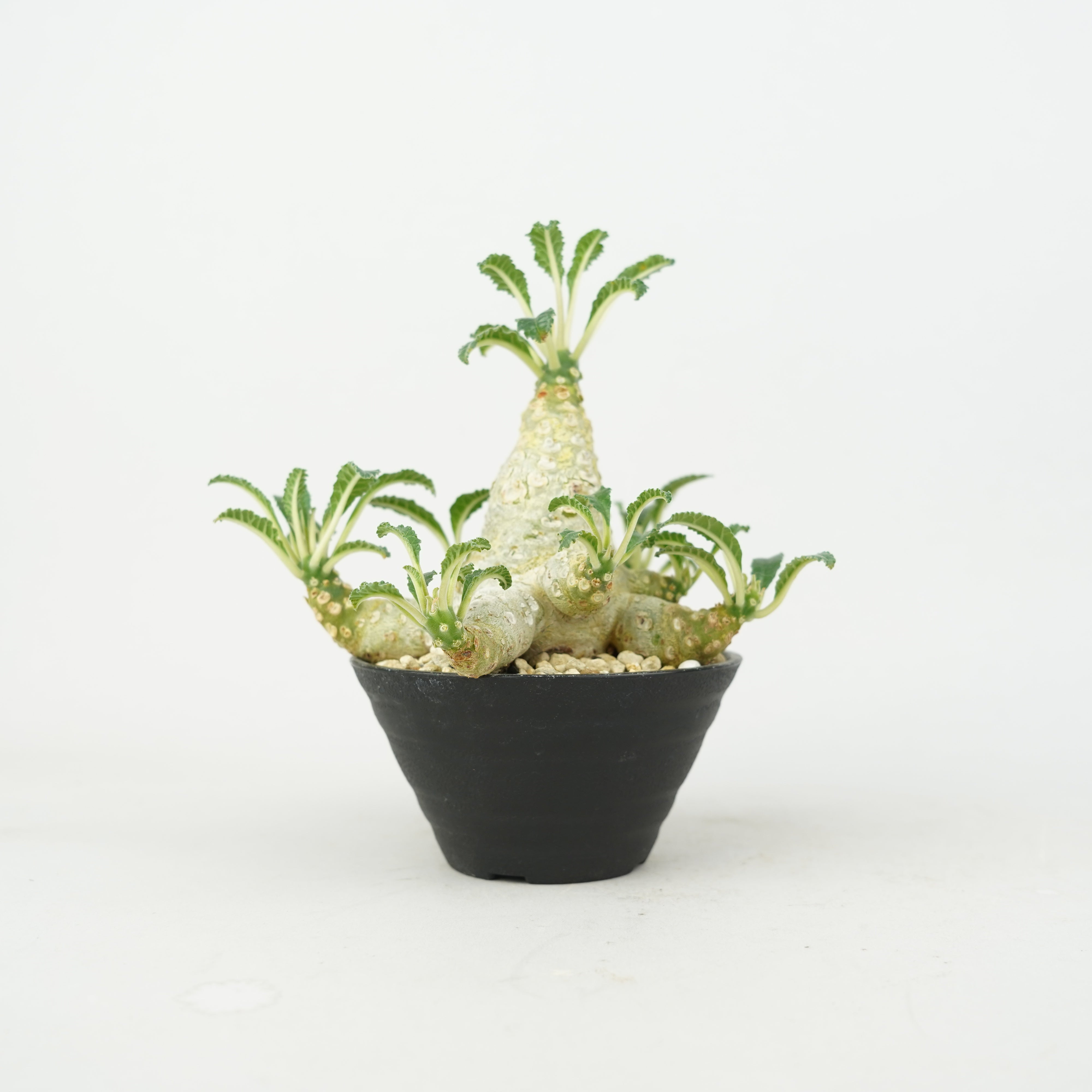 商品一覧/新着植物 – Hachi-8