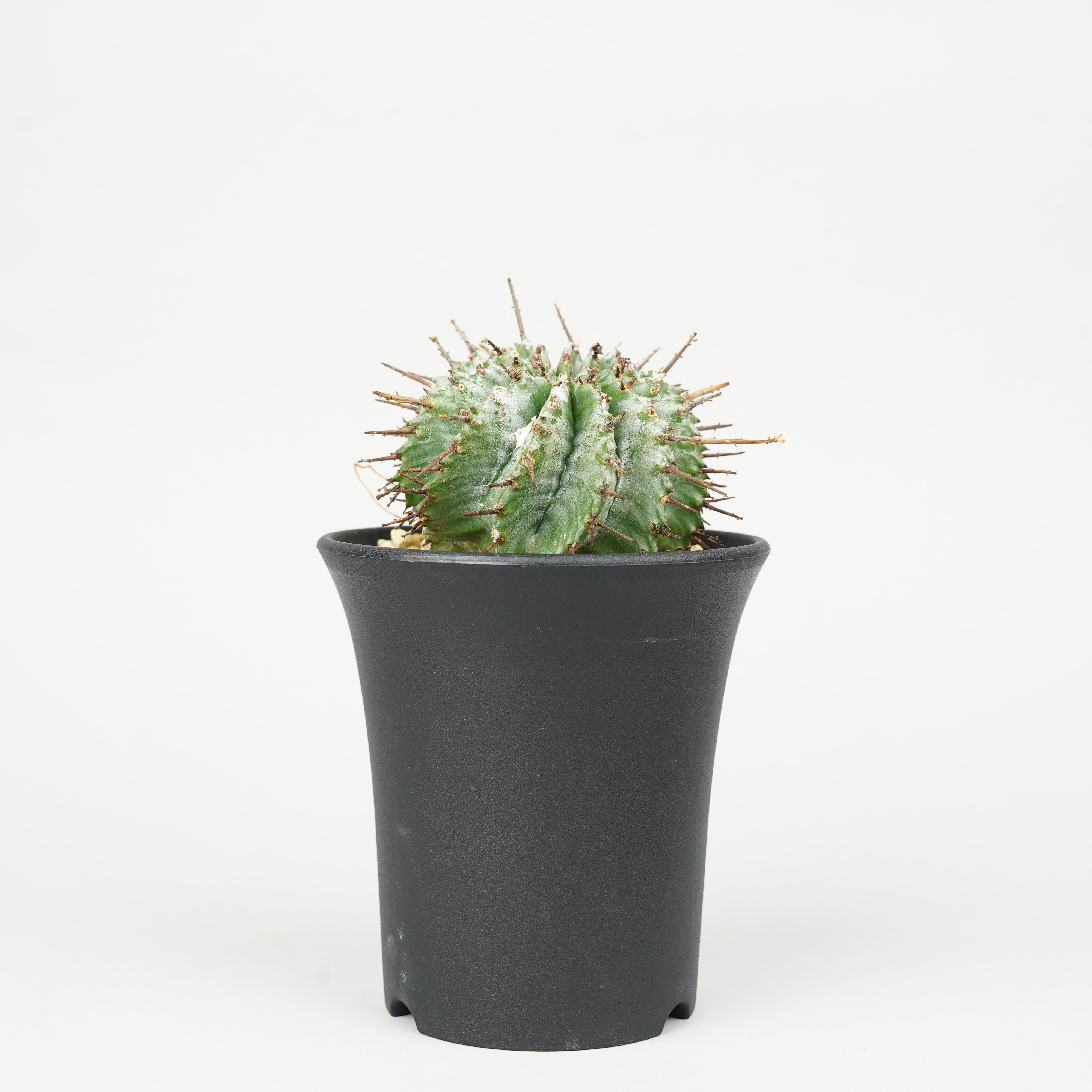 ユーフォルビア/ホリダ – Hachi-8