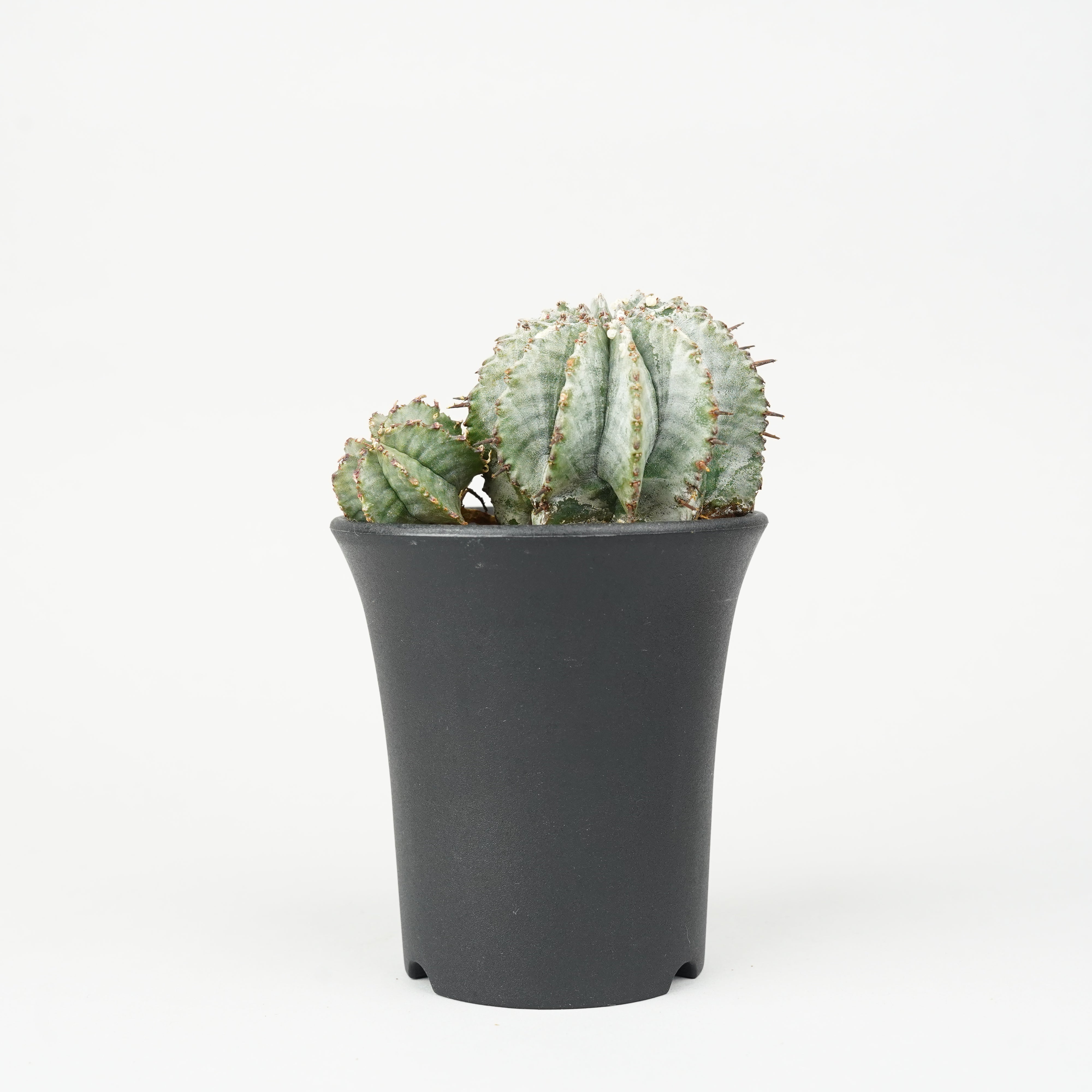 ユーフォルビア/ホリダ – Hachi-8