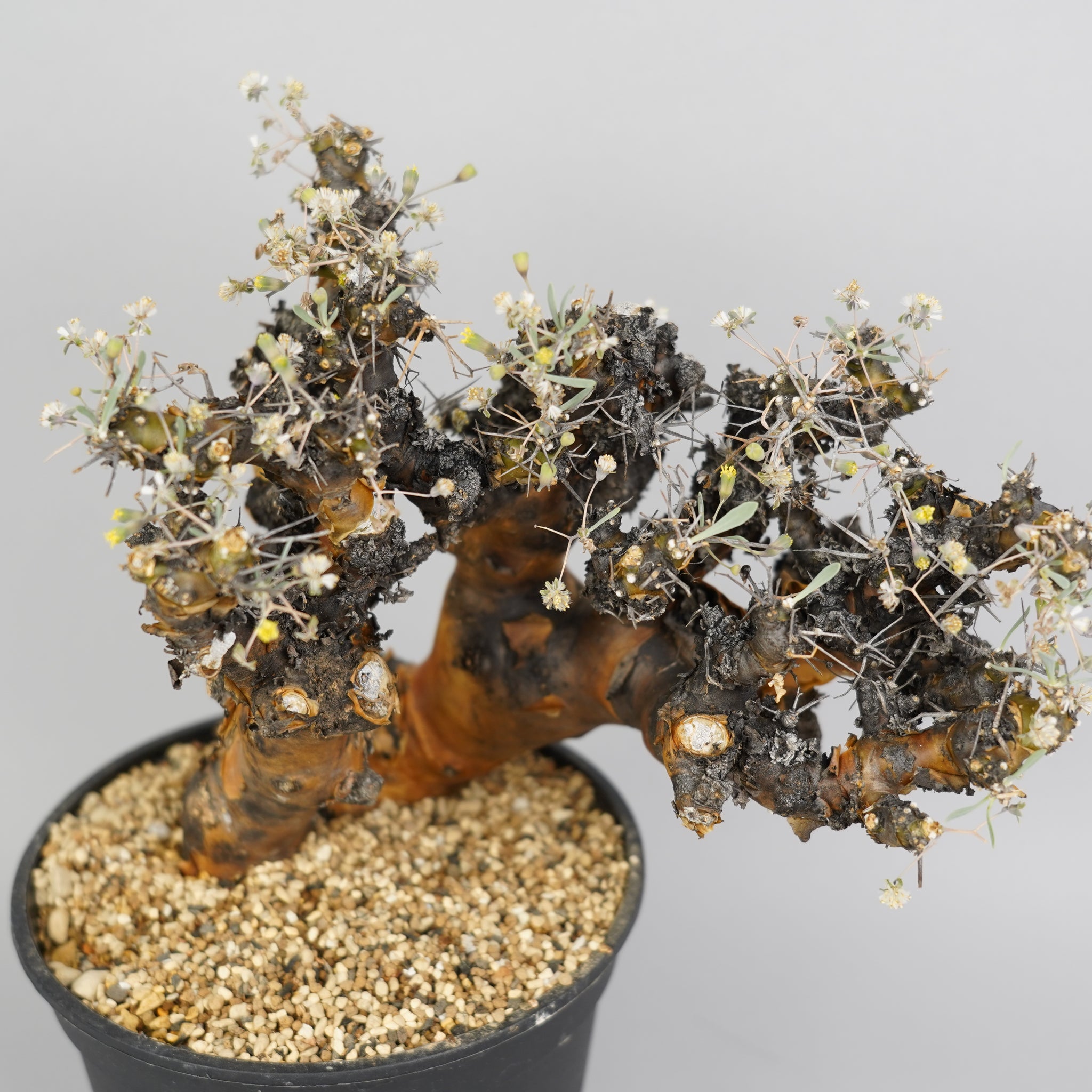 オトンナ ユーフォルビオイデス 「Othonna euphorbioides」/ET0303　③