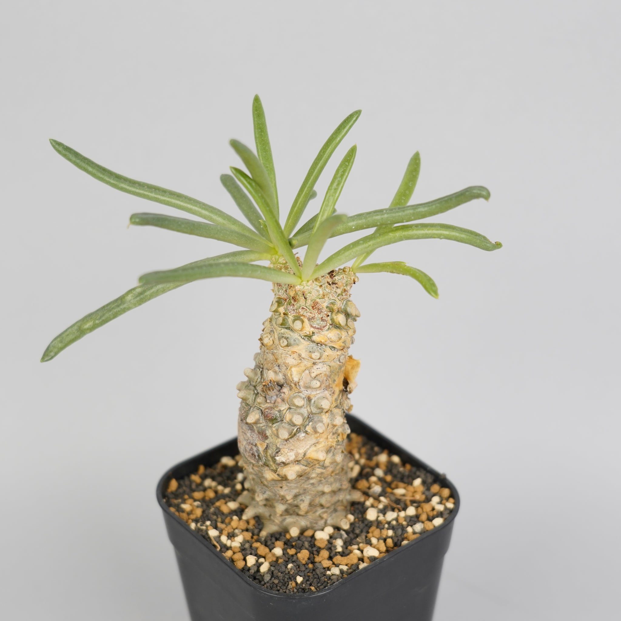 チレコドン ワリチー 「Tylecodon wallichii」/ET0236　②