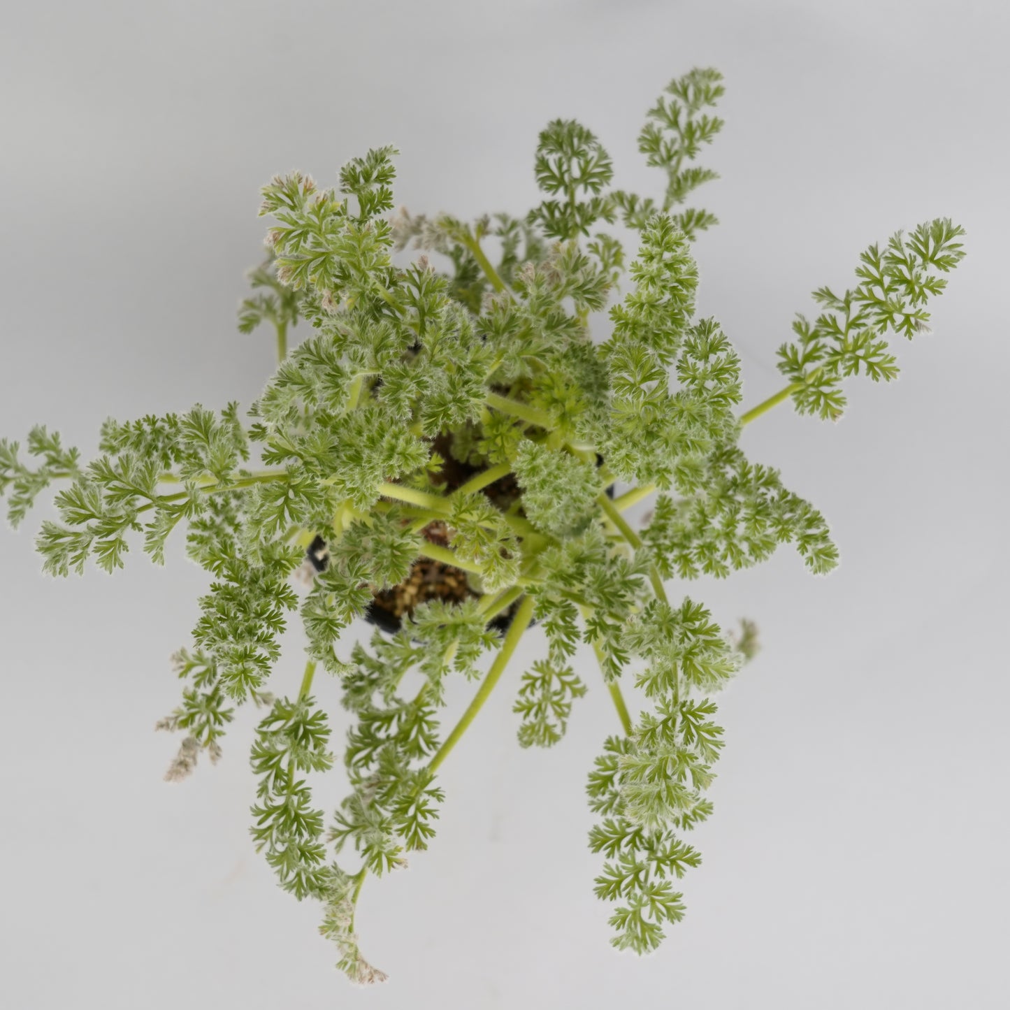 ペラルゴニウム アッペンディクラツム 「Pelargonium appendiculatum」/ET0298　②